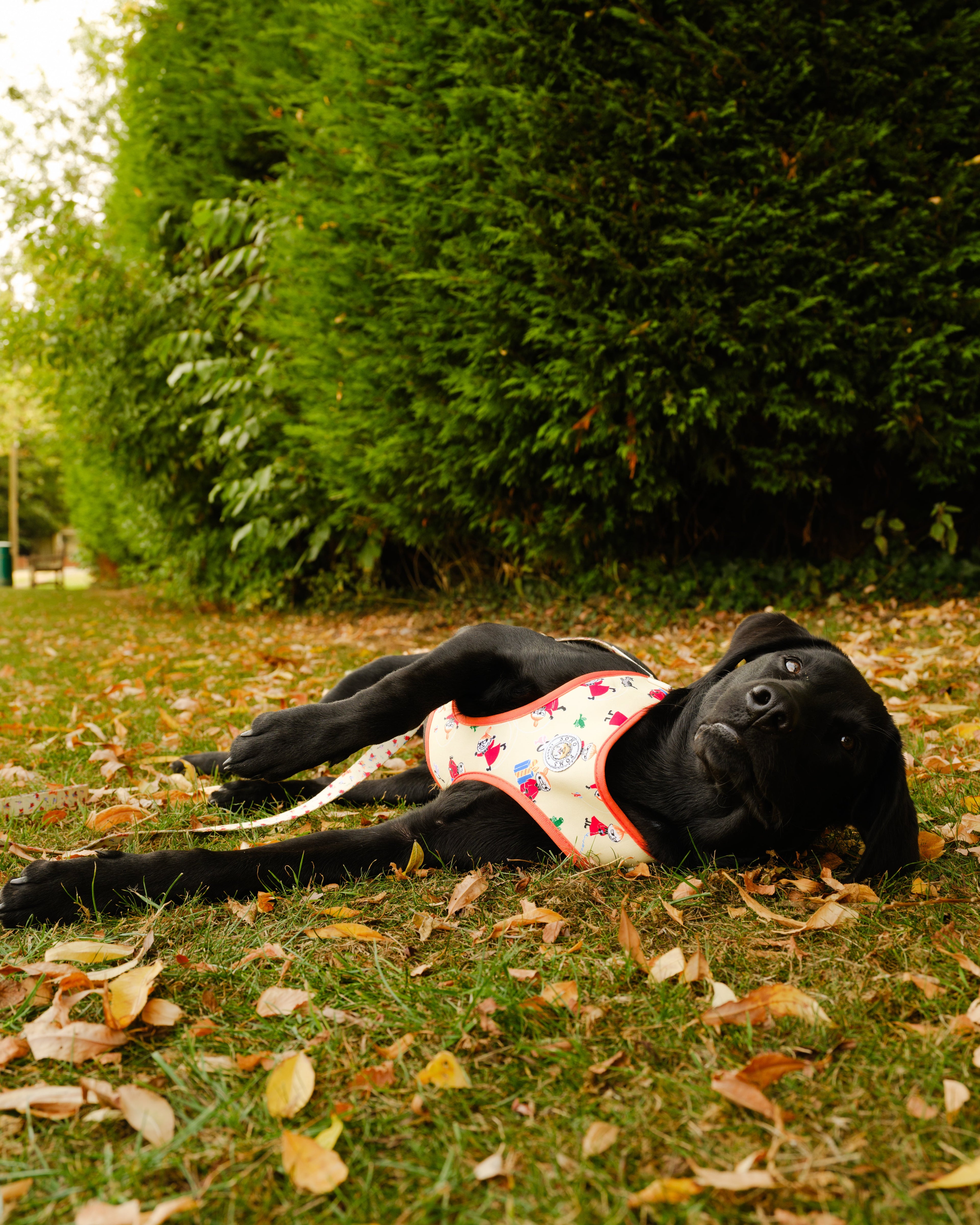 Moomins Yellow Sunrise Dogs Padded Harness by Soho Poms