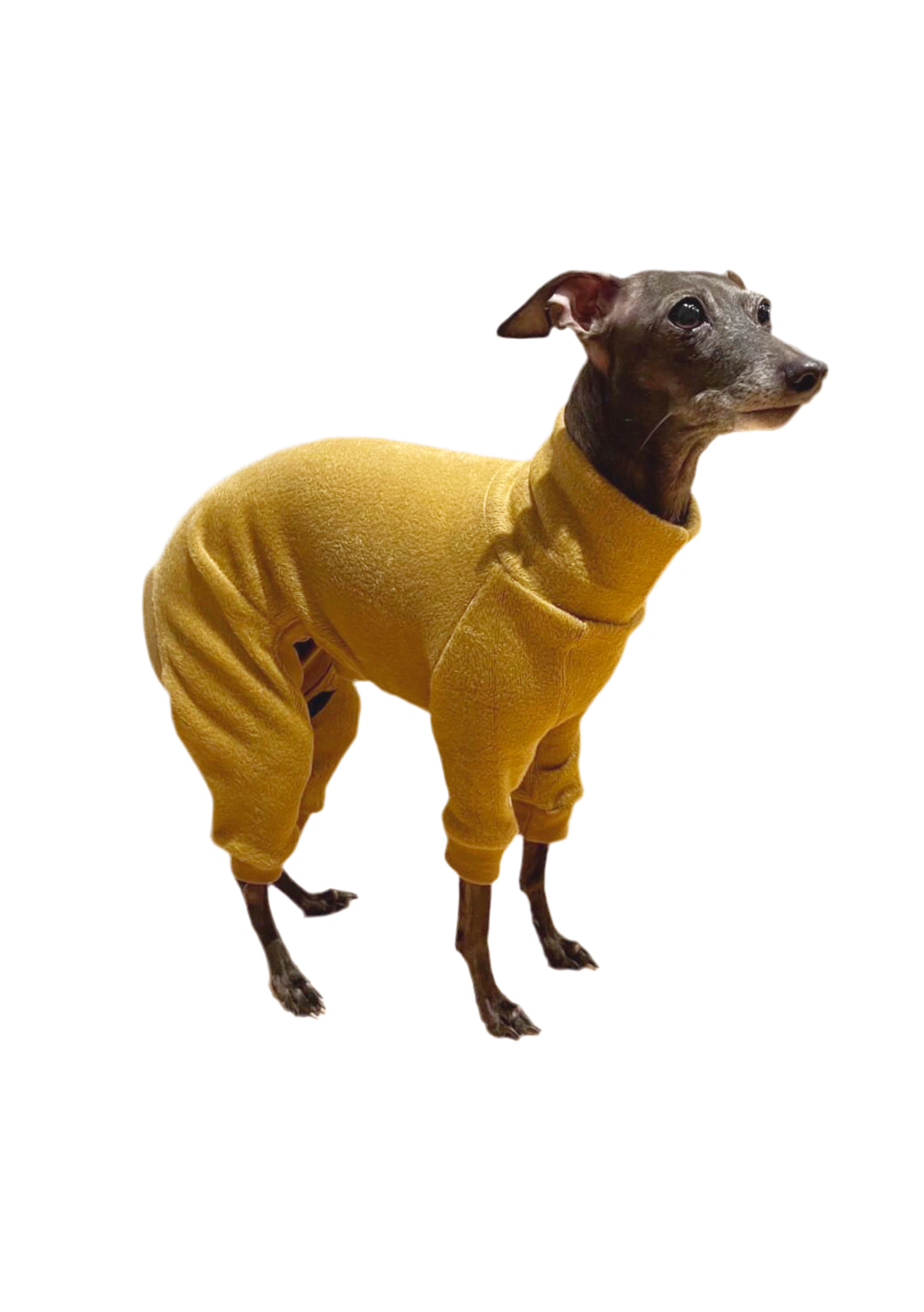 Dog wearing a yellow outfit on a white background
