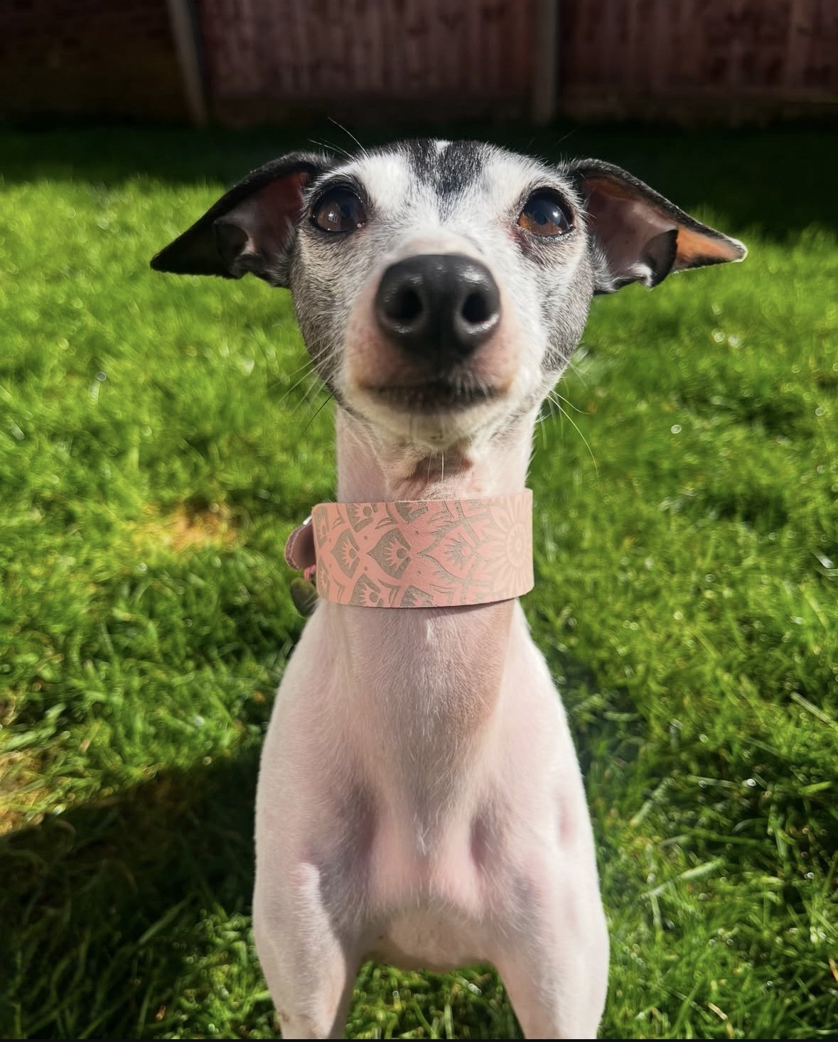 Leather Collar - Mandala