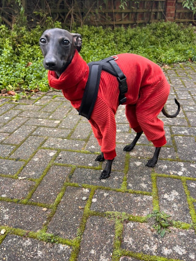 Dog wearing a red outfit standing on a paved area with greenery in the background