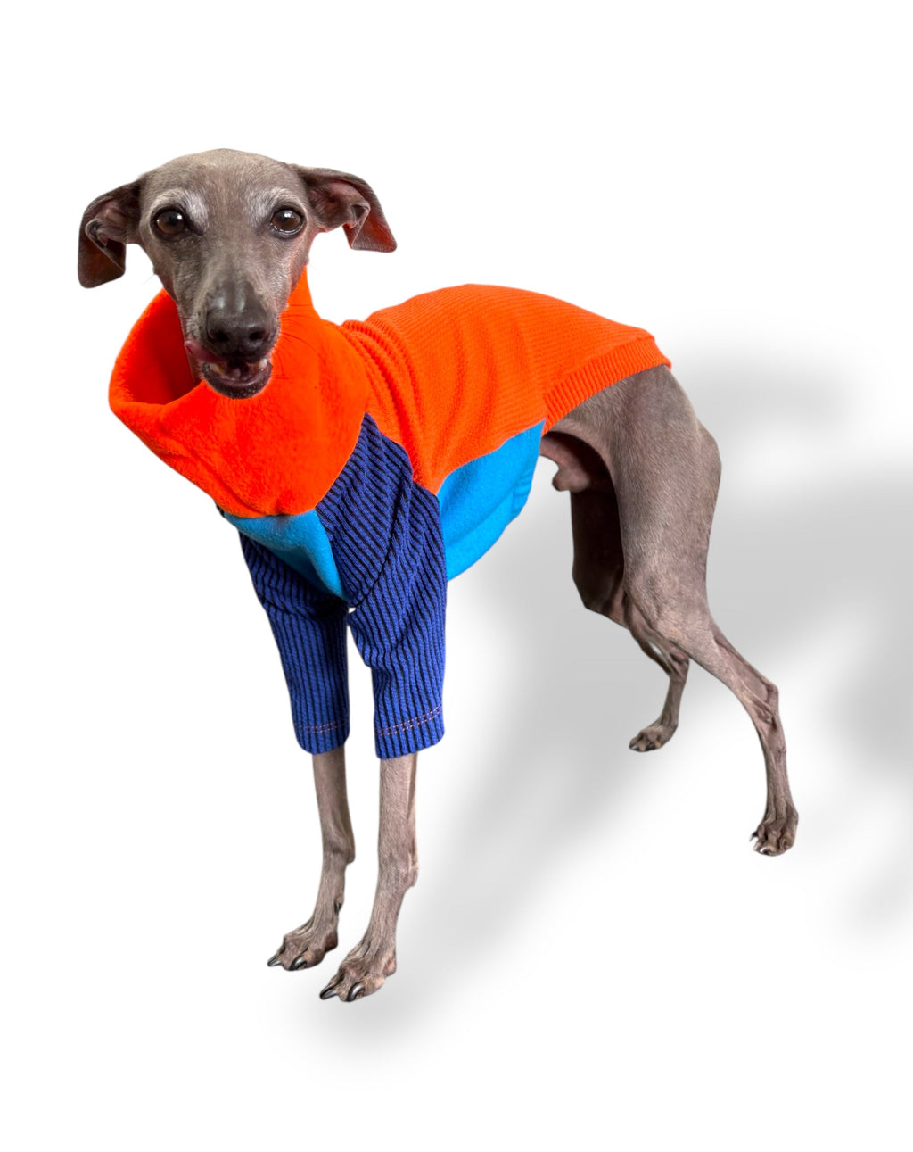 Dog wearing a colorful sweater on a white background
