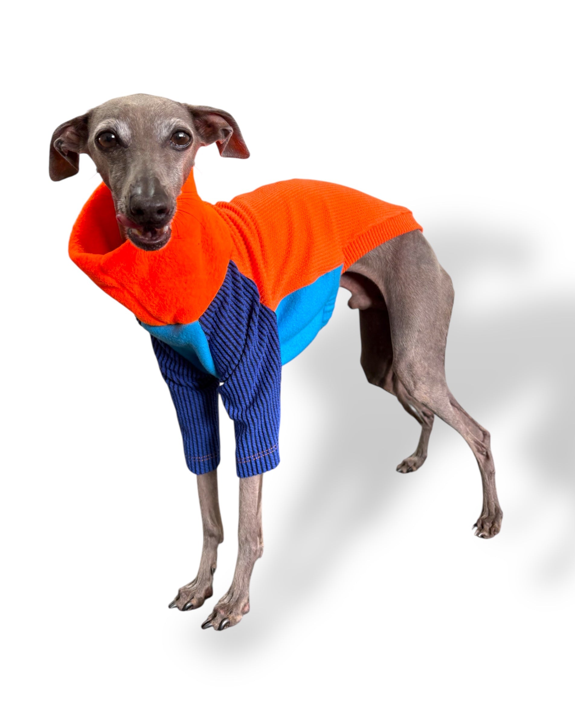 Dog wearing a colorful sweater on a white background