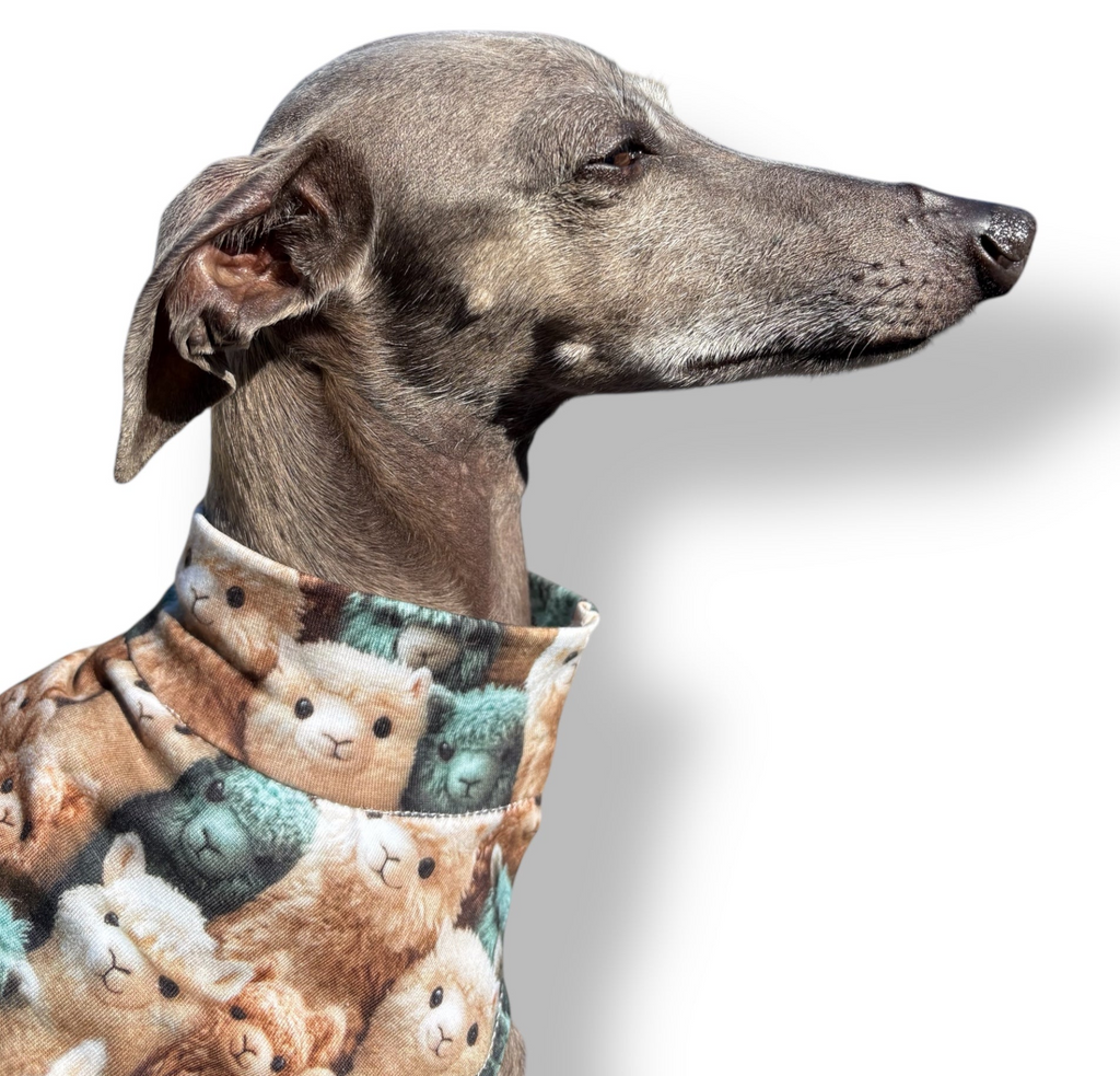 Dog wearing a patterned bandana with bear design on a white background