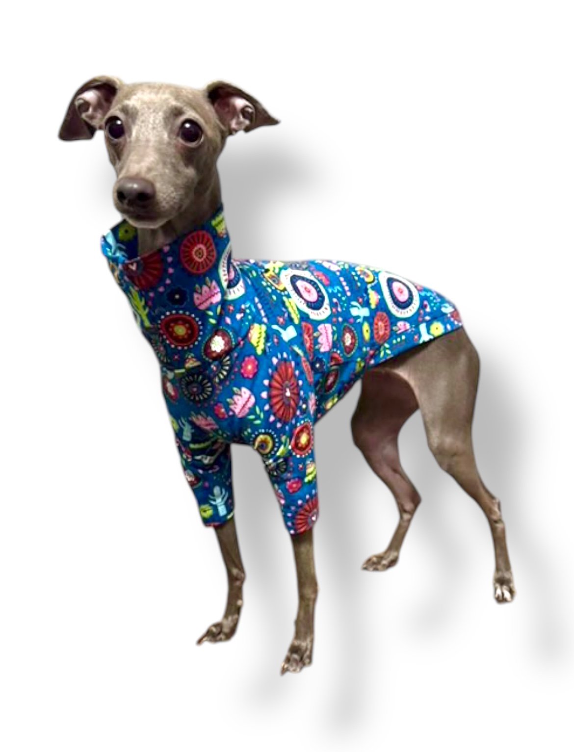 Dog wearing a colorful patterned coat on a white background