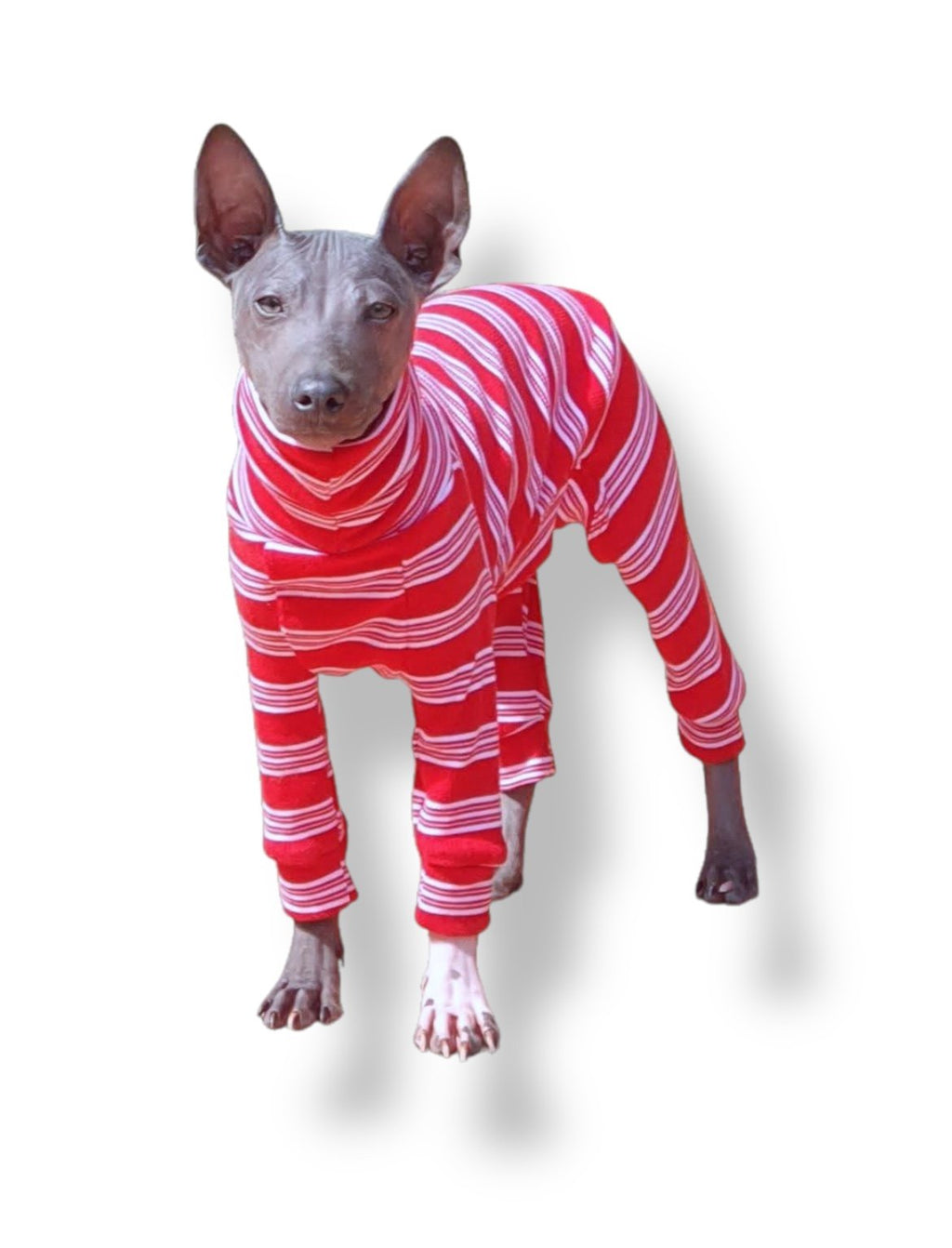 Dog wearing a red and white striped outfit on a white background
