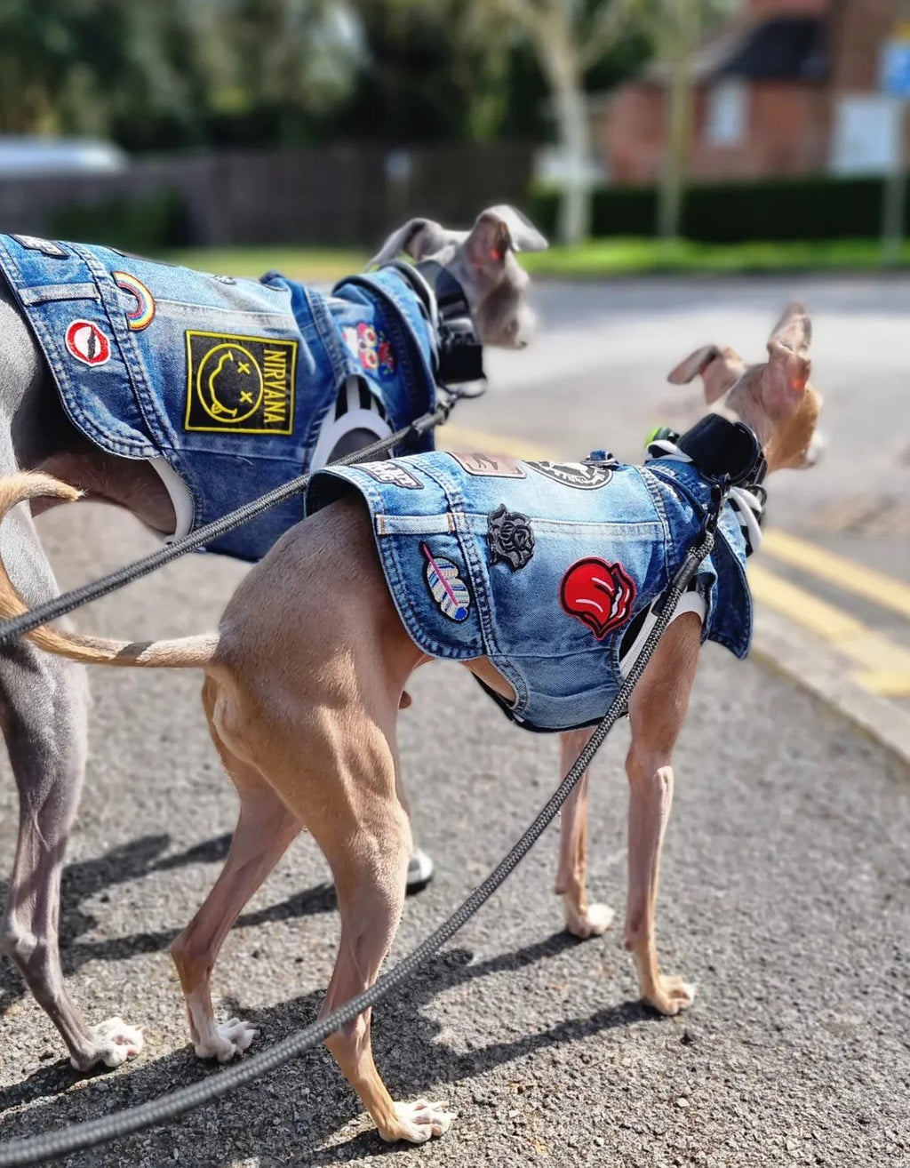 Denim Jacket - Cool Iggy Club