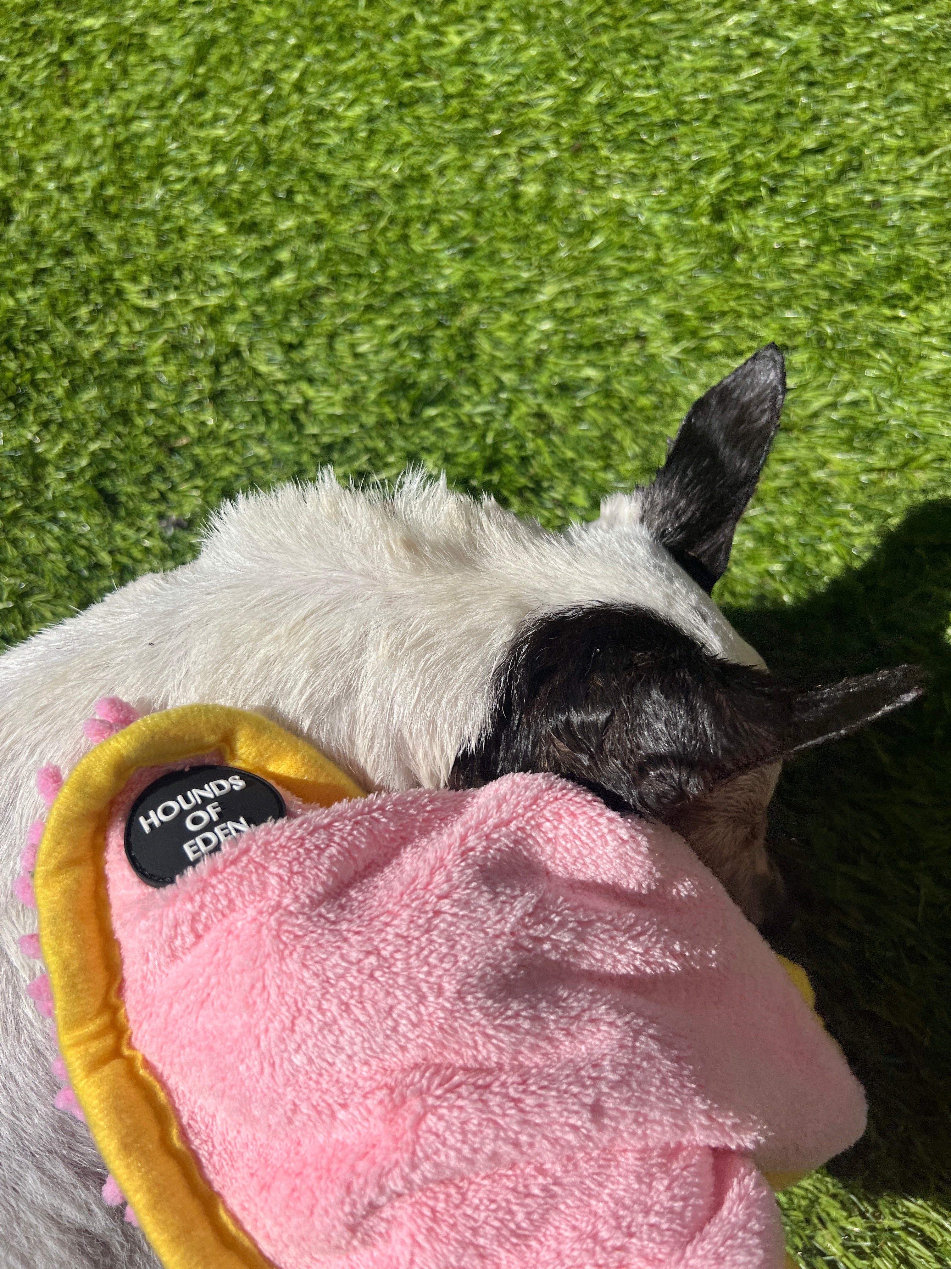 Mini Dog Towel + Clip, Pink & Lilac