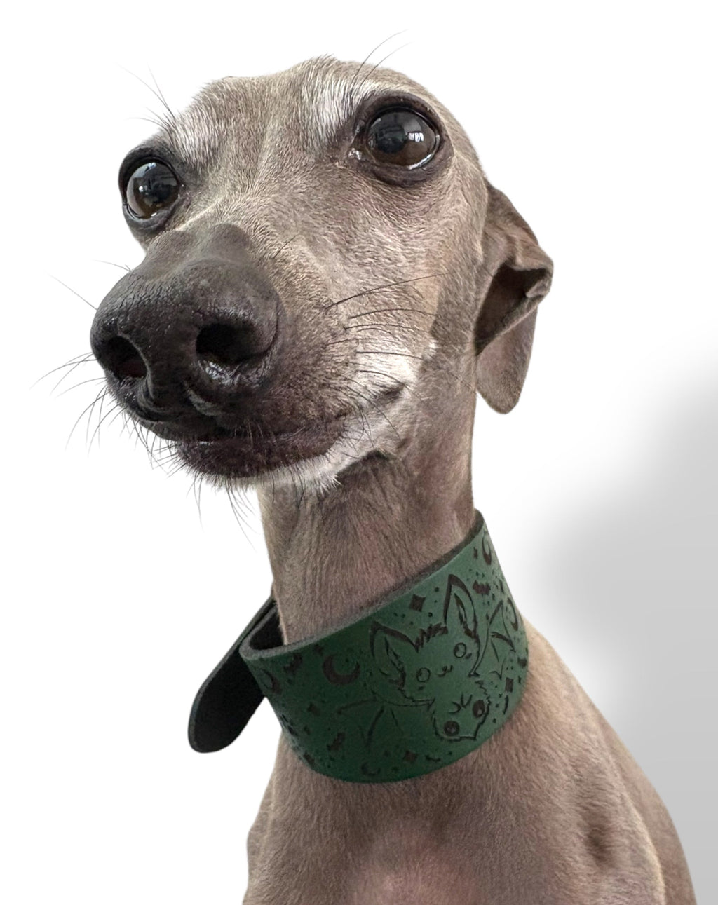 Dog wearing a green collar with a white background