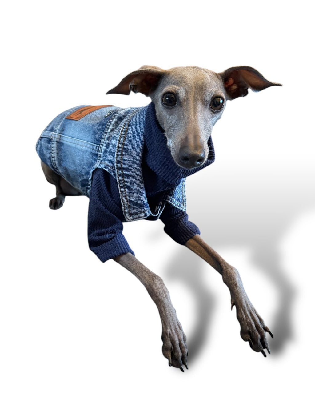 Denim Jacket - Cool Iggy Club