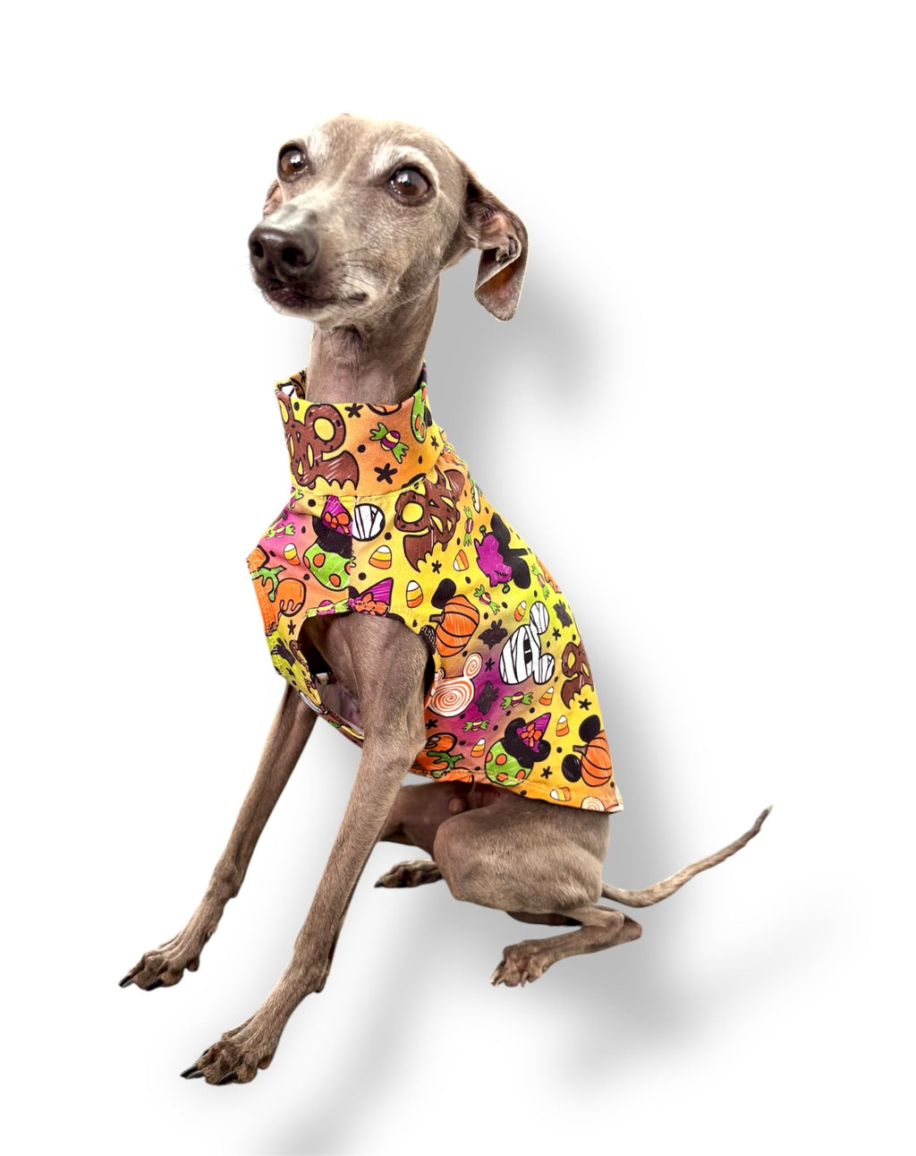 Dog wearing a colorful patterned coat on a white background