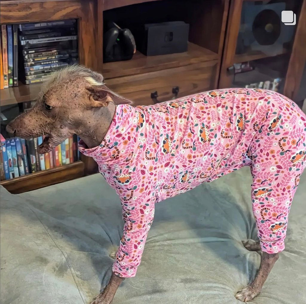 Dog wearing a pink floral pajama set on a couch