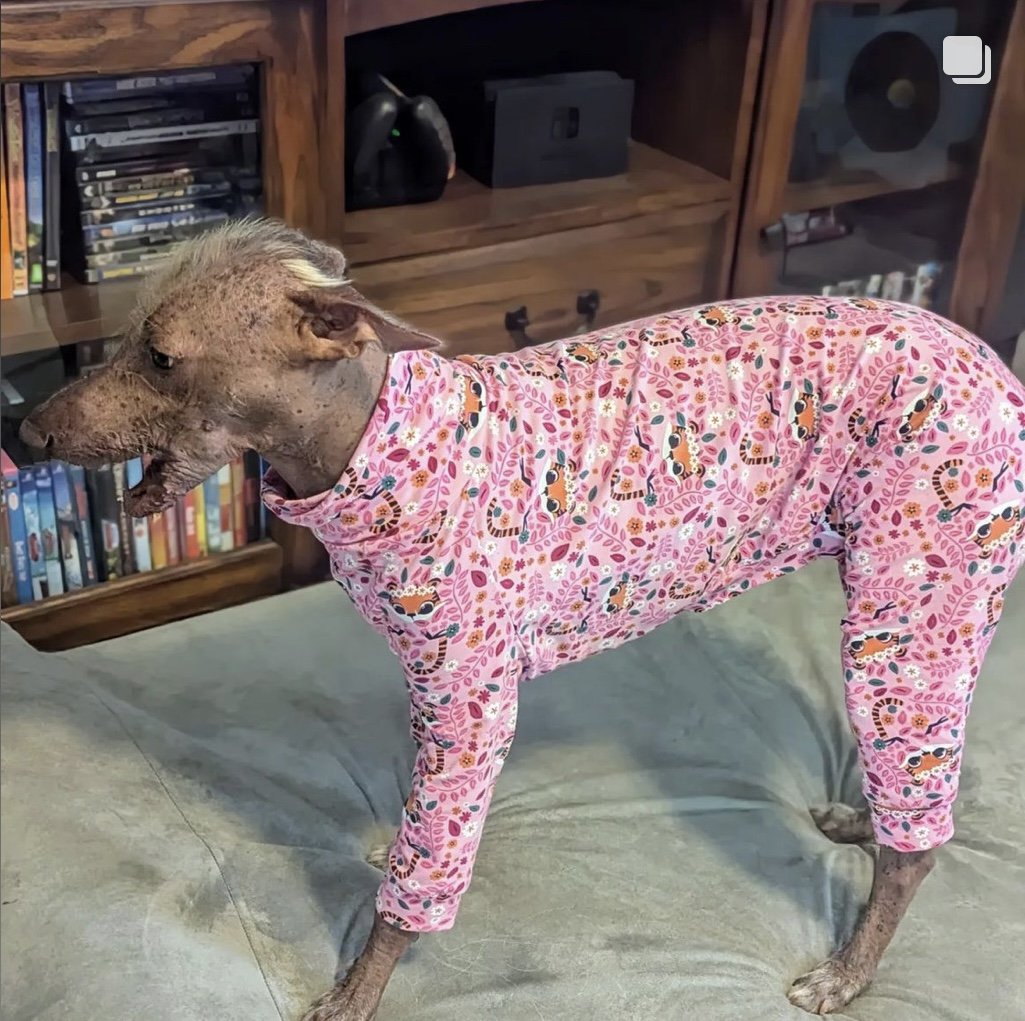 Dog wearing a pink floral pajama set on a couch
