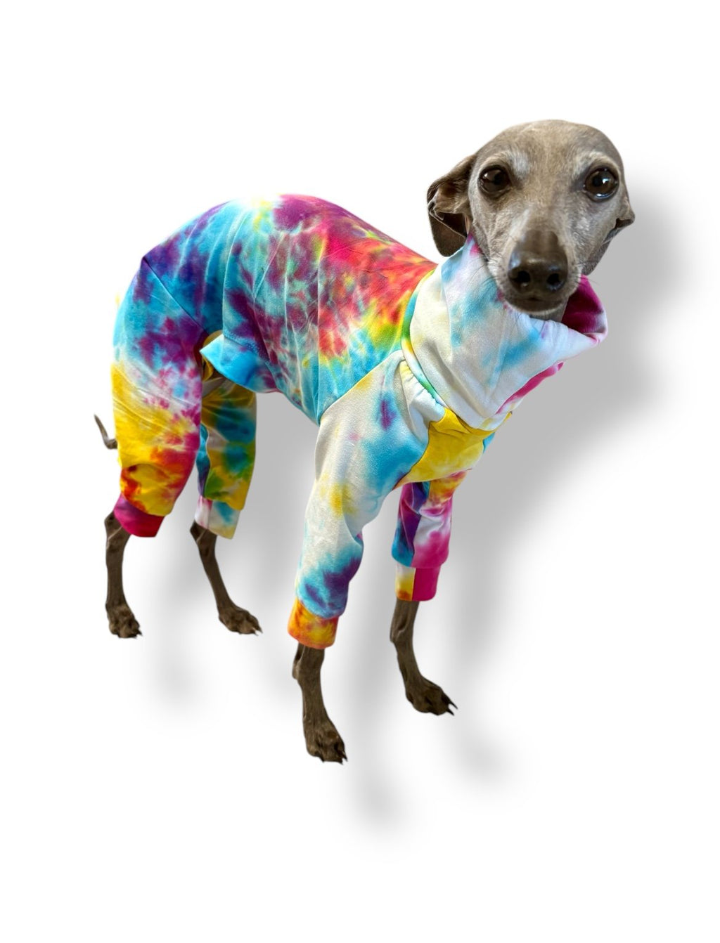 Dog wearing a colorful tie-dye outfit on a white background