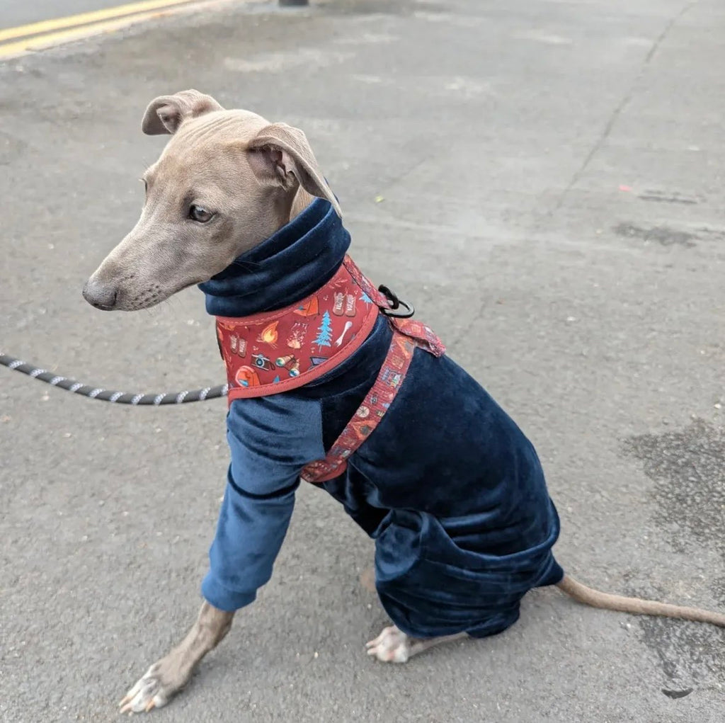 Dog wearing a blue outfit and colorful bandana on a street