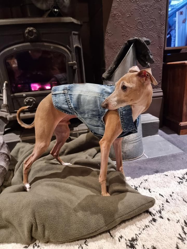 Denim Jacket - Cool Iggy Club