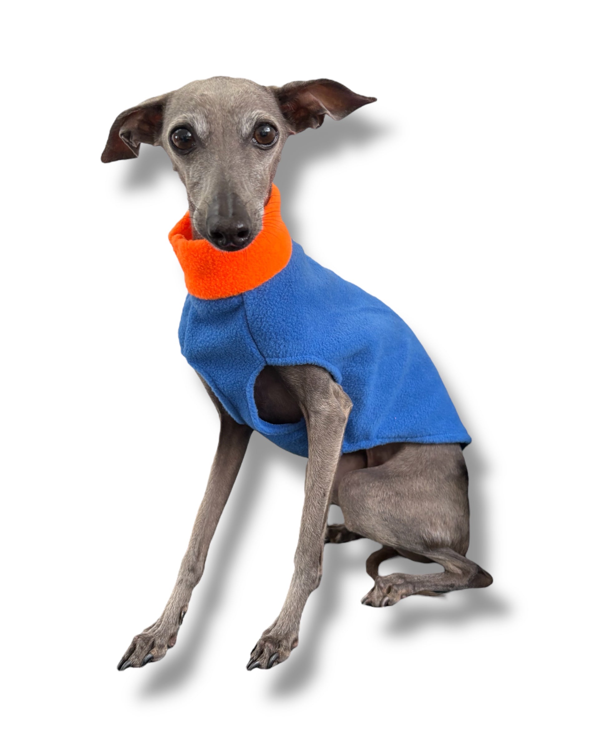 Dog wearing a blue sweater with an orange collar on a white background