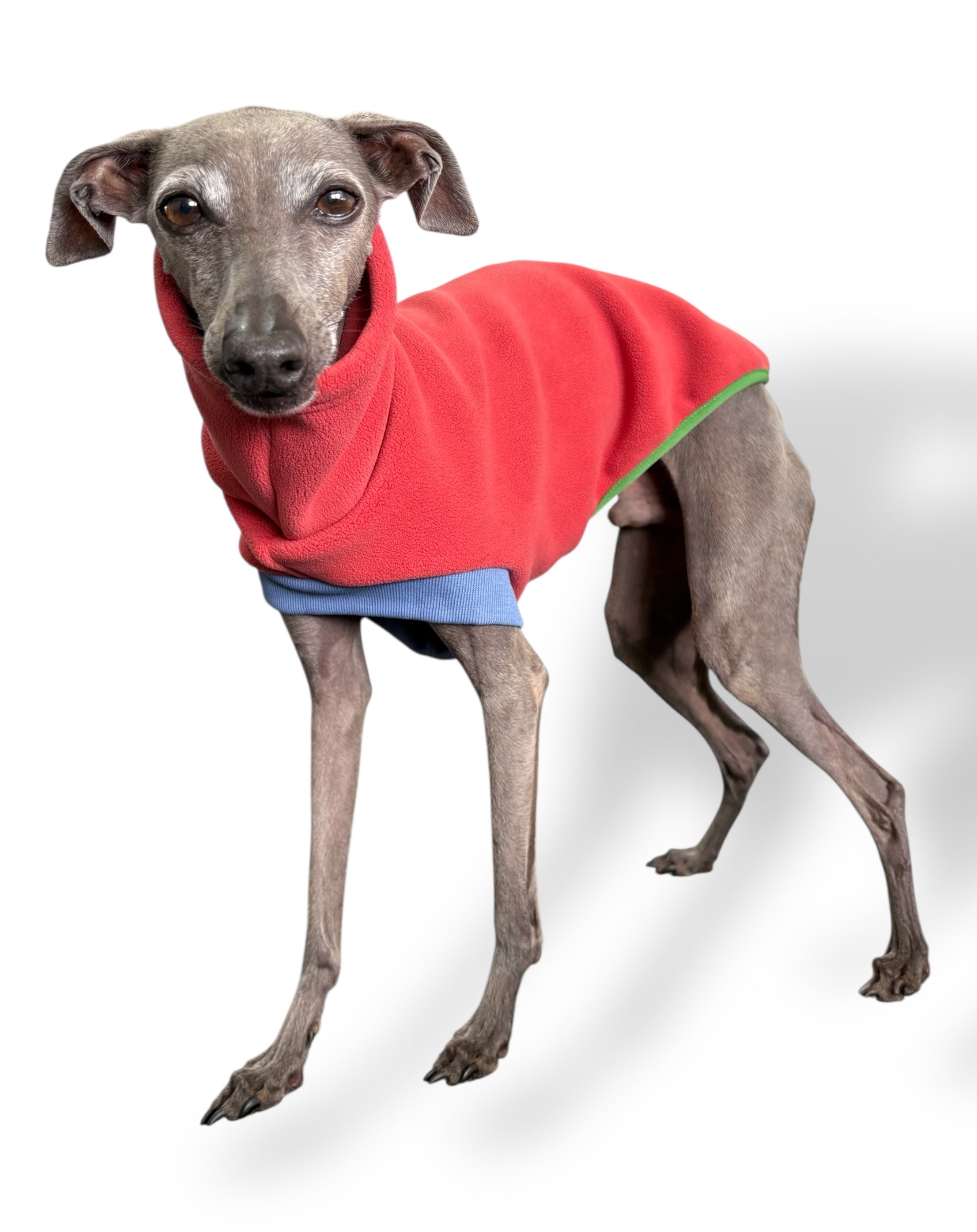 Dog wearing a red sweater on a white background