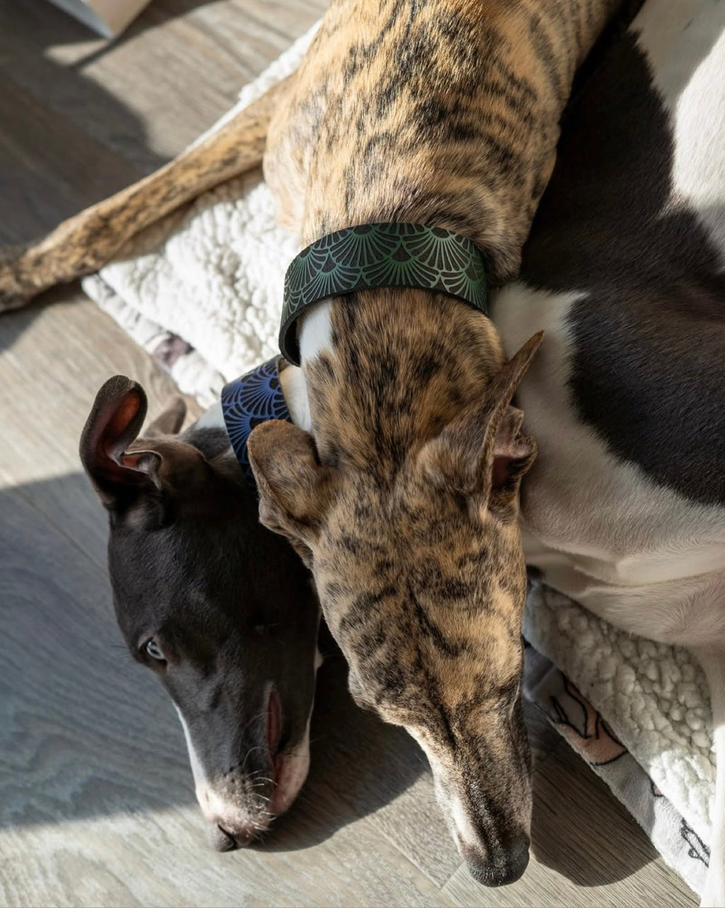 Two dogs, one brindle and one black and white, lying on a wooden floor.