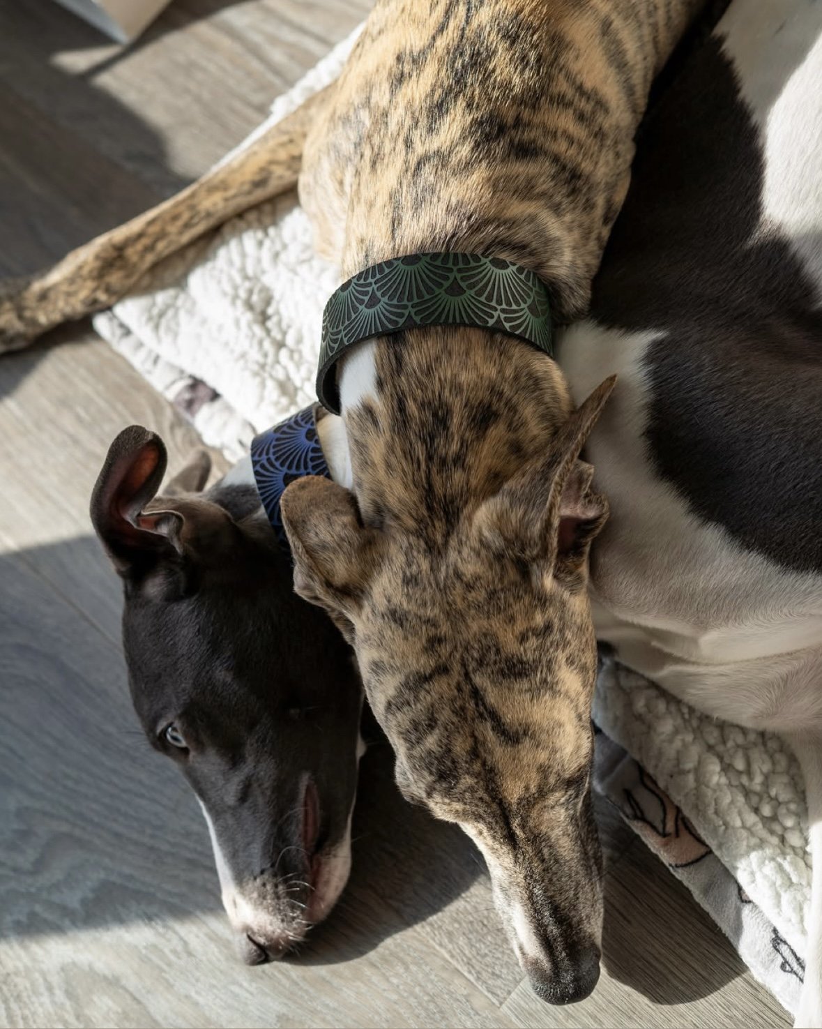 Two dogs, one brindle and one black and white, lying on a wooden floor.