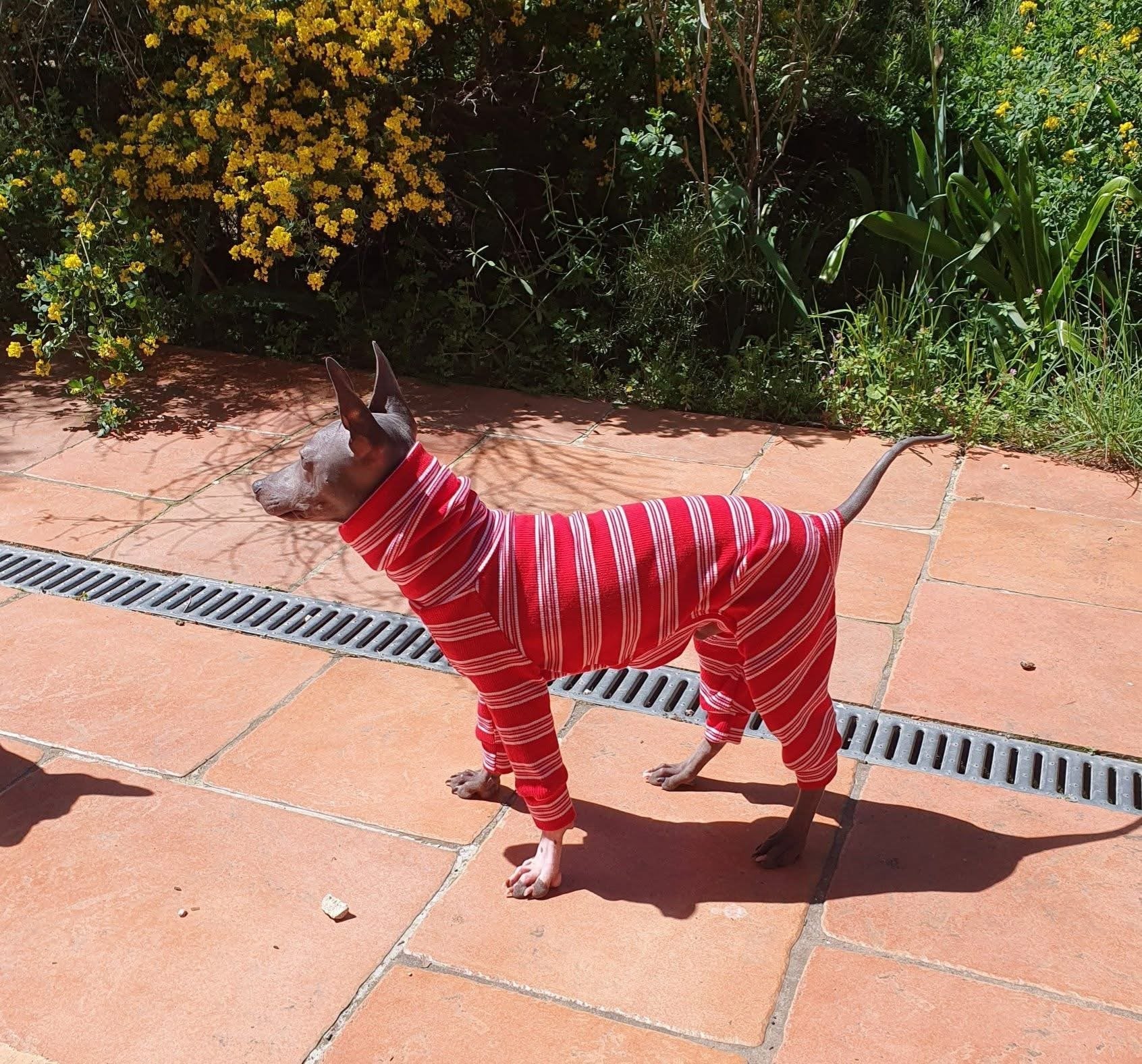 Dog wearing red and white striped pajamas standing on a tiled patio with greenery in the background