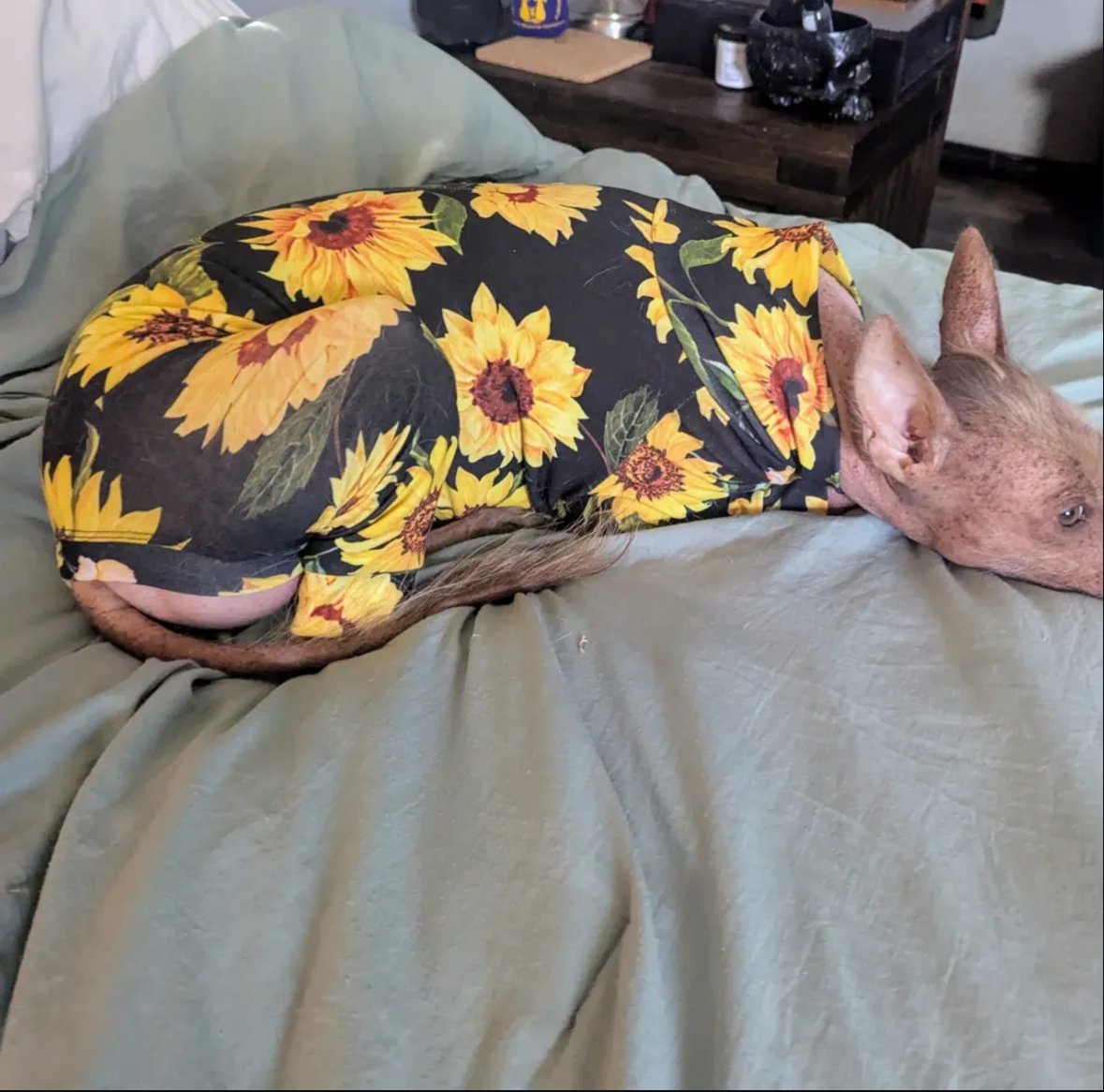 Jersey Suit - Sunflowers