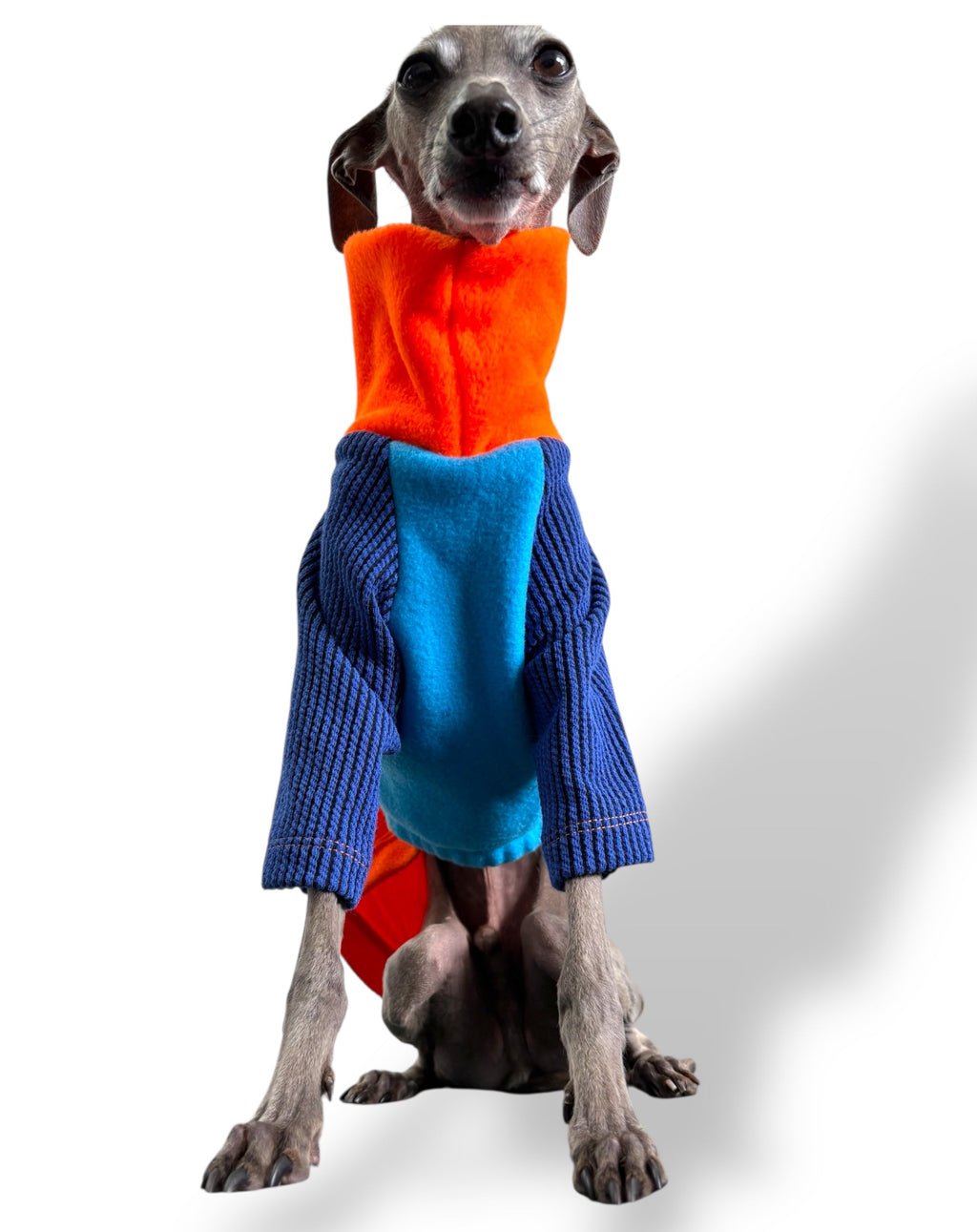 Dog wearing a colorful sweater with an orange shirt and blue sweater on a white background