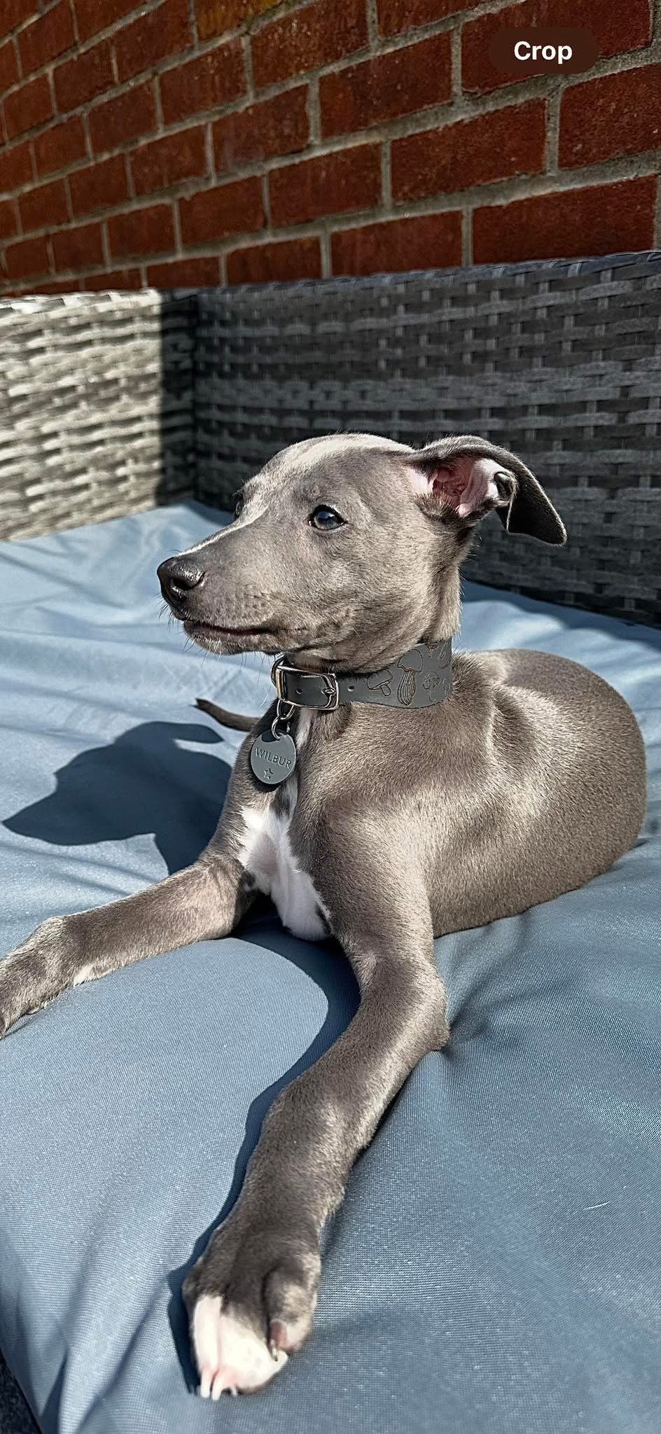 Leather Collar - Mushroom