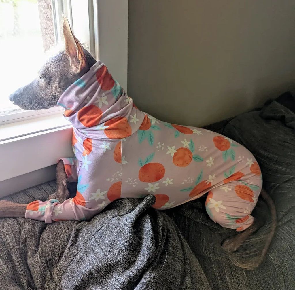 Dog wearing a colorful outfit sitting by a window