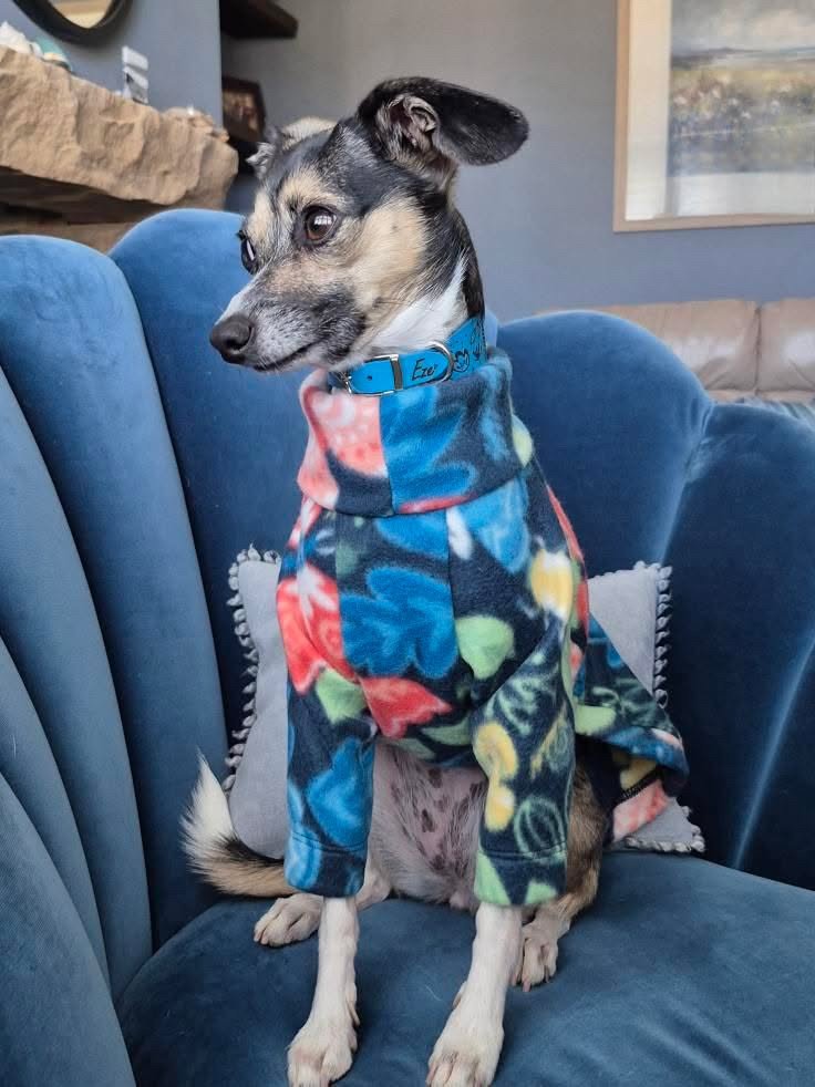 Dog wearing a colorful floral robe sitting on a blue chair.