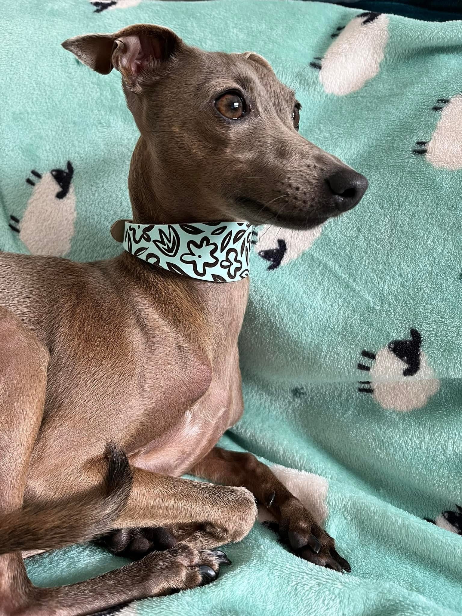 Leather Collar - Botanical