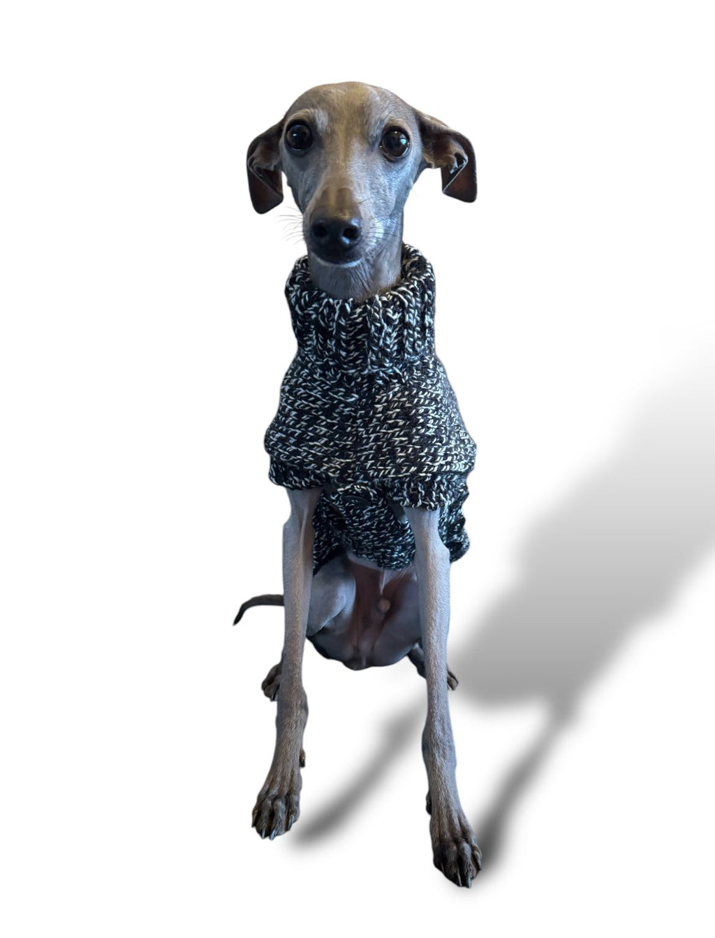 Dog wearing a knitted sweater on a white background