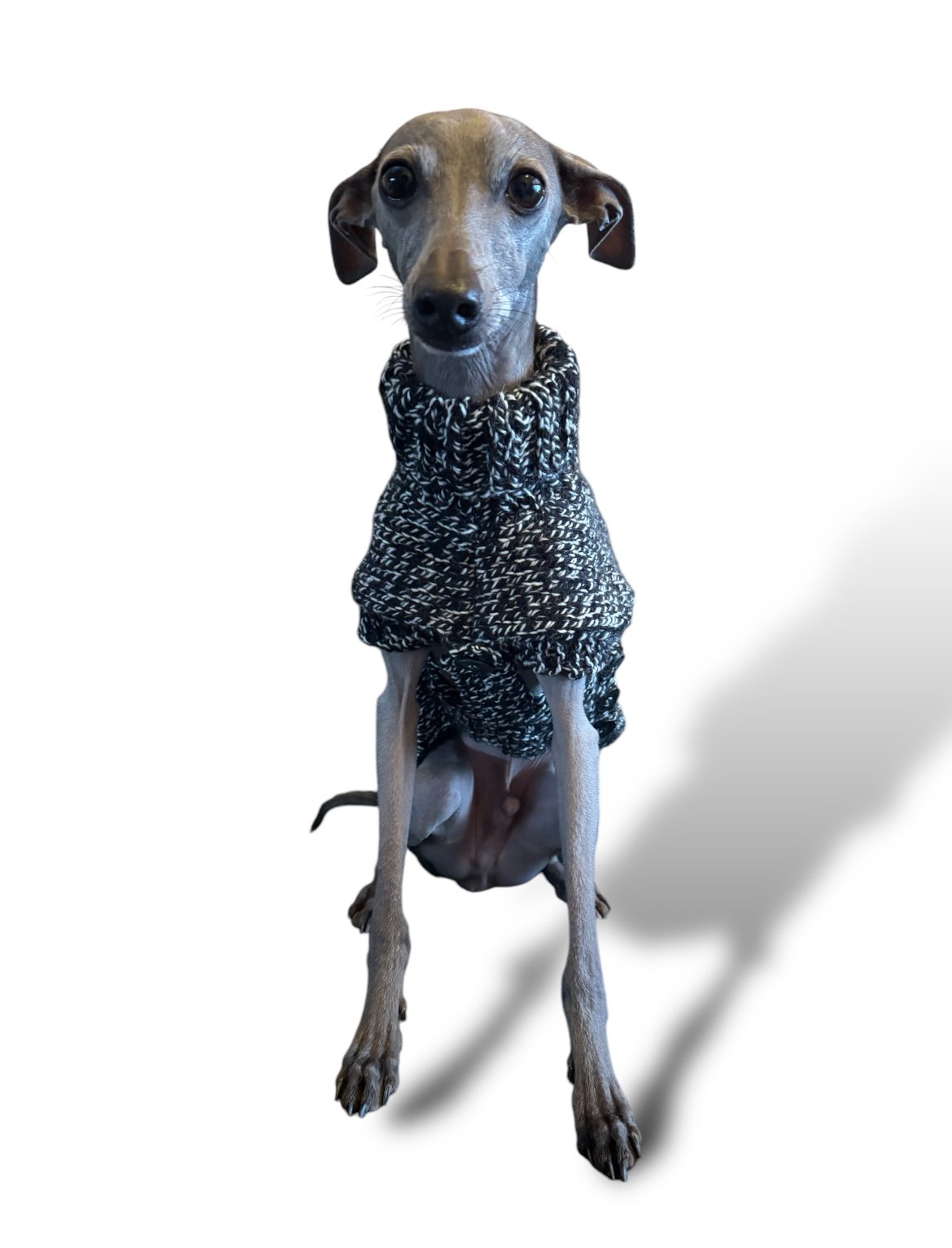 Dog wearing a knitted sweater on a white background