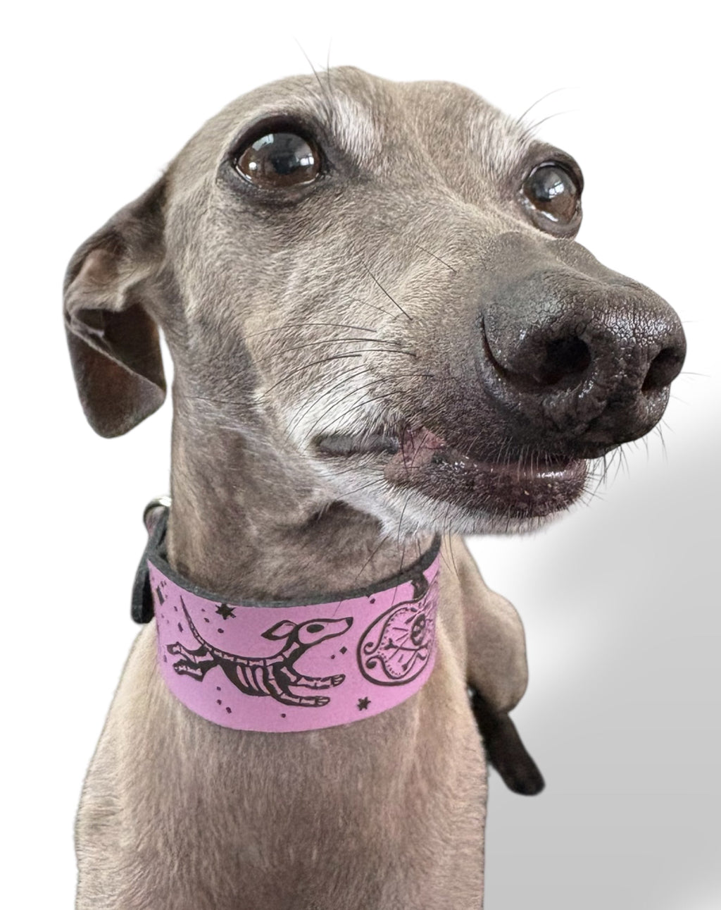 Dog wearing a pink collar with a design on a white background