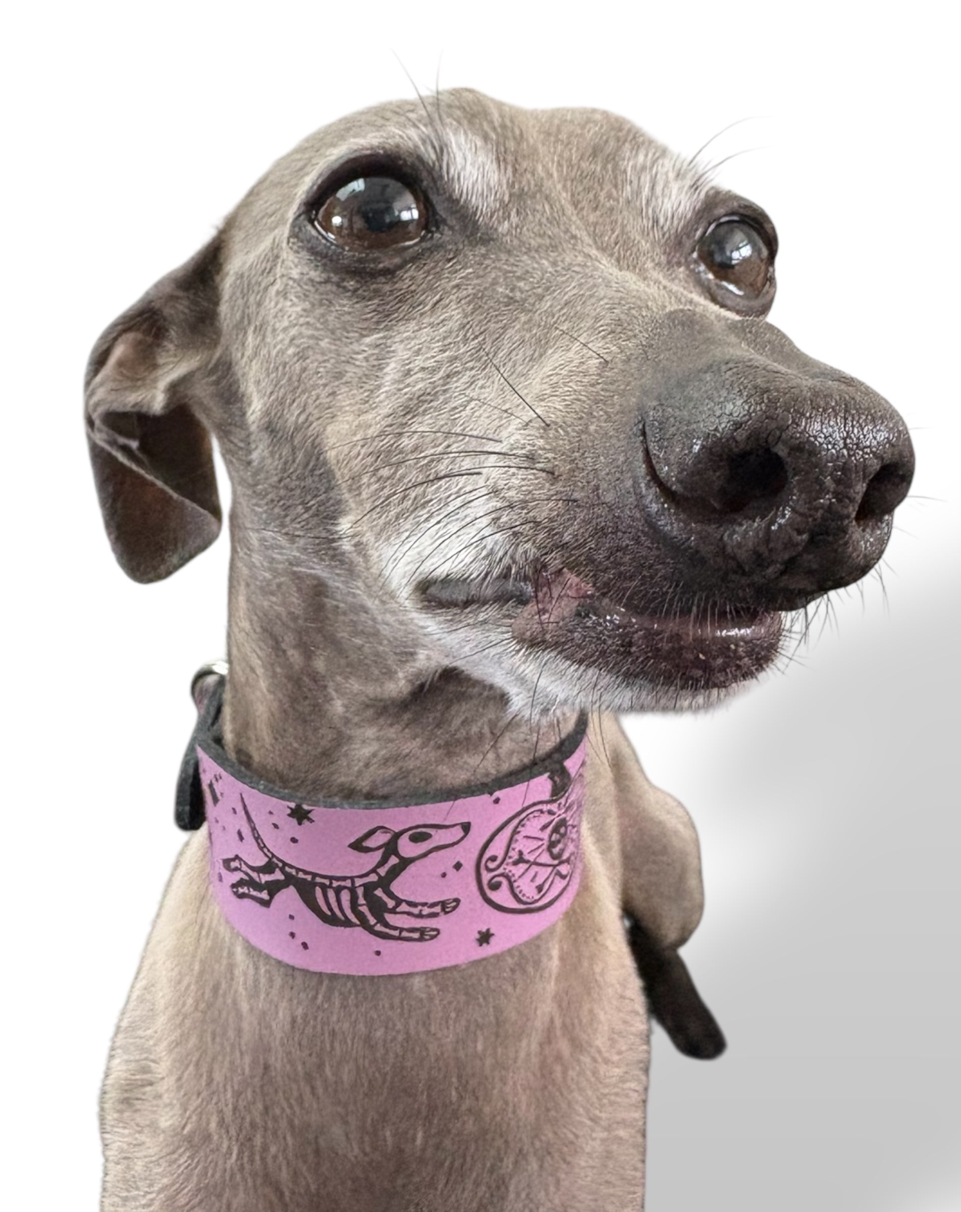 Dog wearing a pink collar with a design on a white background