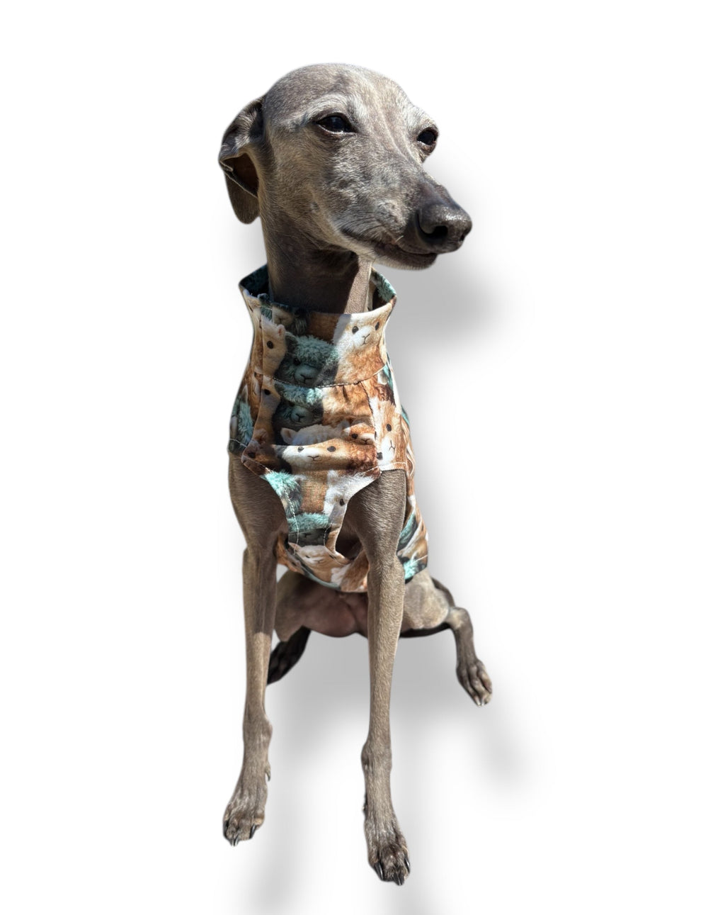 Dog wearing a camouflage-patterned shirt on a white background