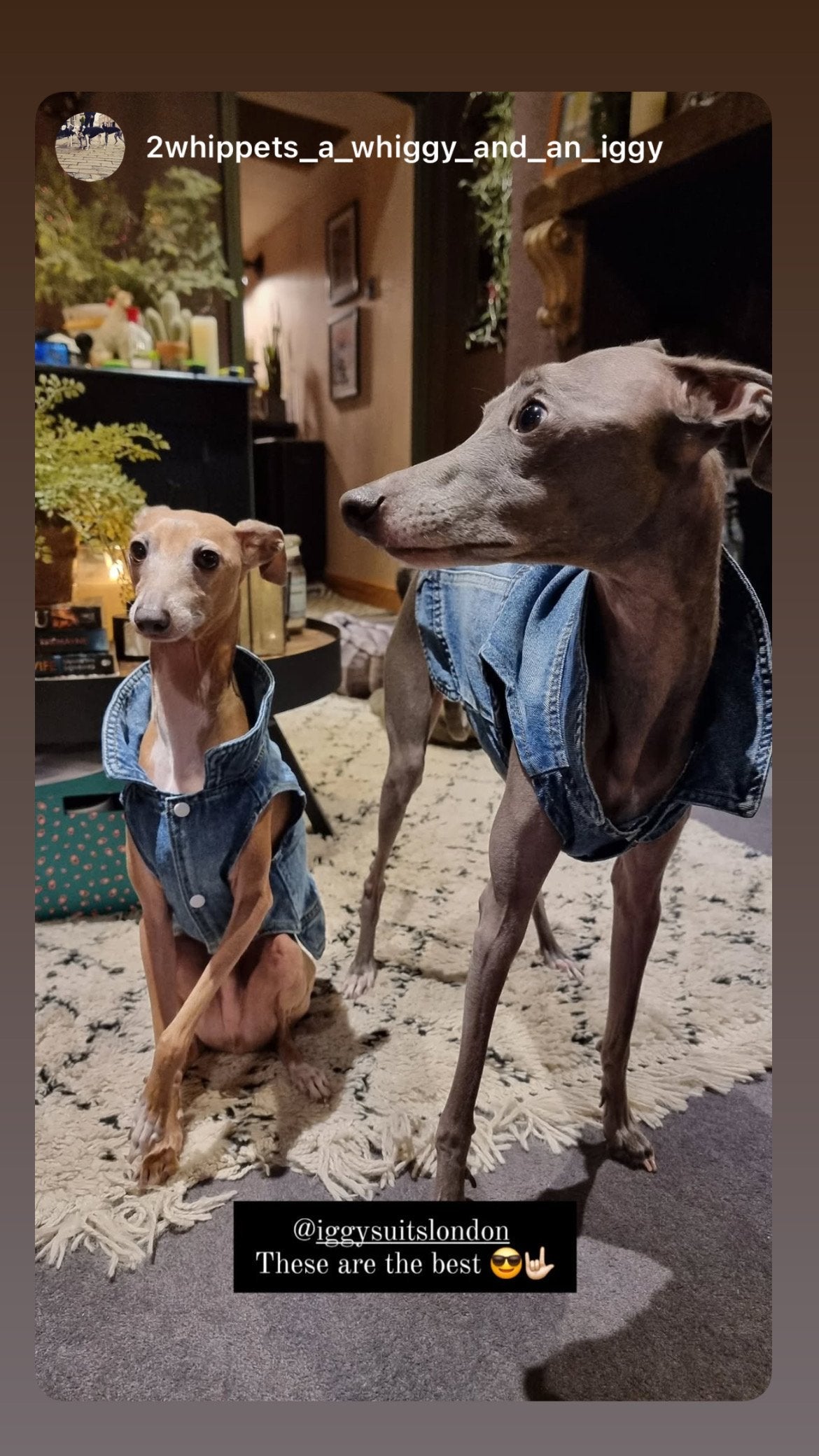 Denim Jacket - Cool Iggy Club