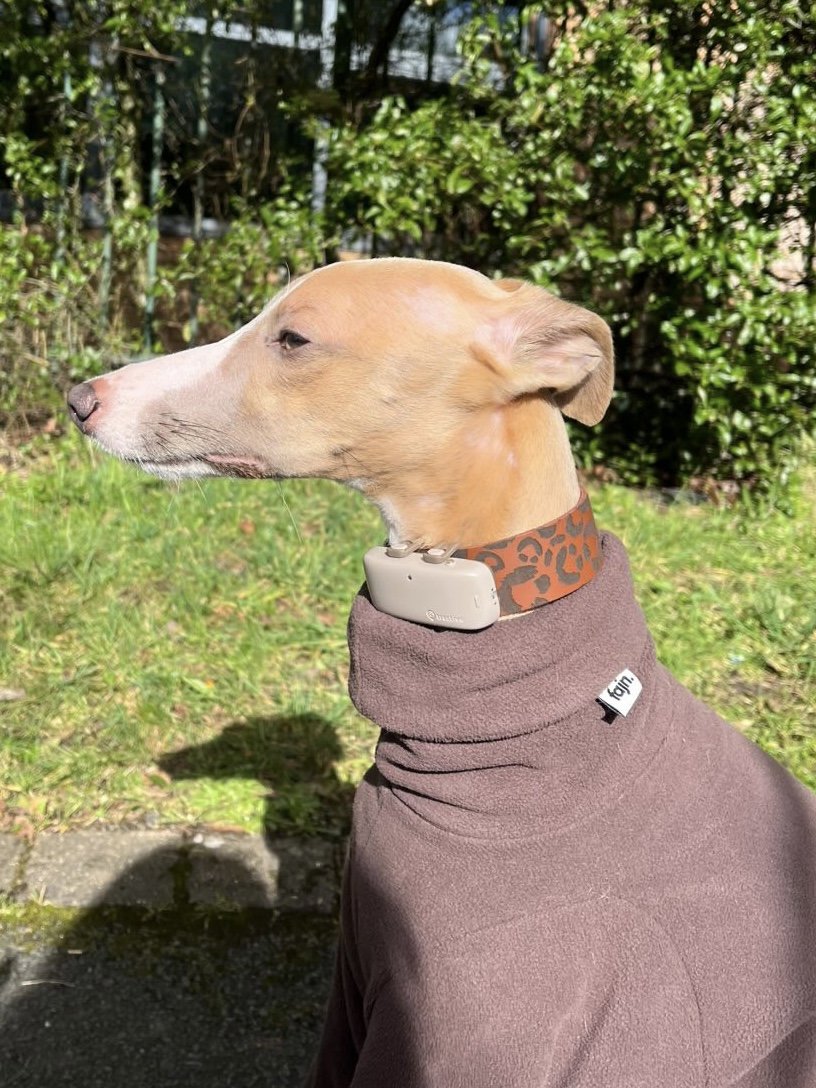 Leather Collar - Leopard