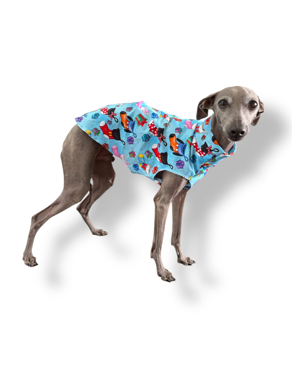 Dog wearing a colorful patterned coat on a white background