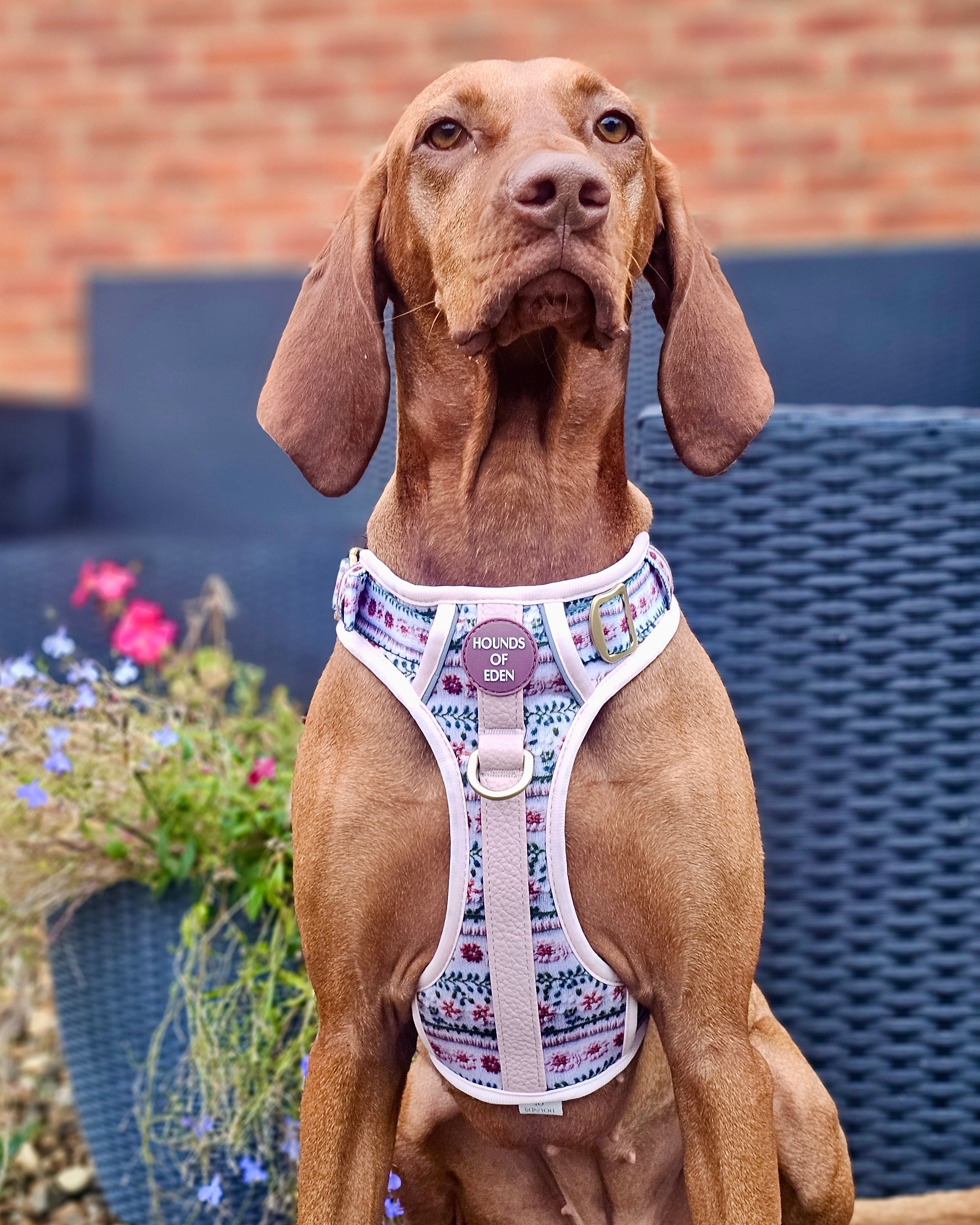 Bella's Jumper Supaw Strong Lite™ Dog Harness (XS-XL)