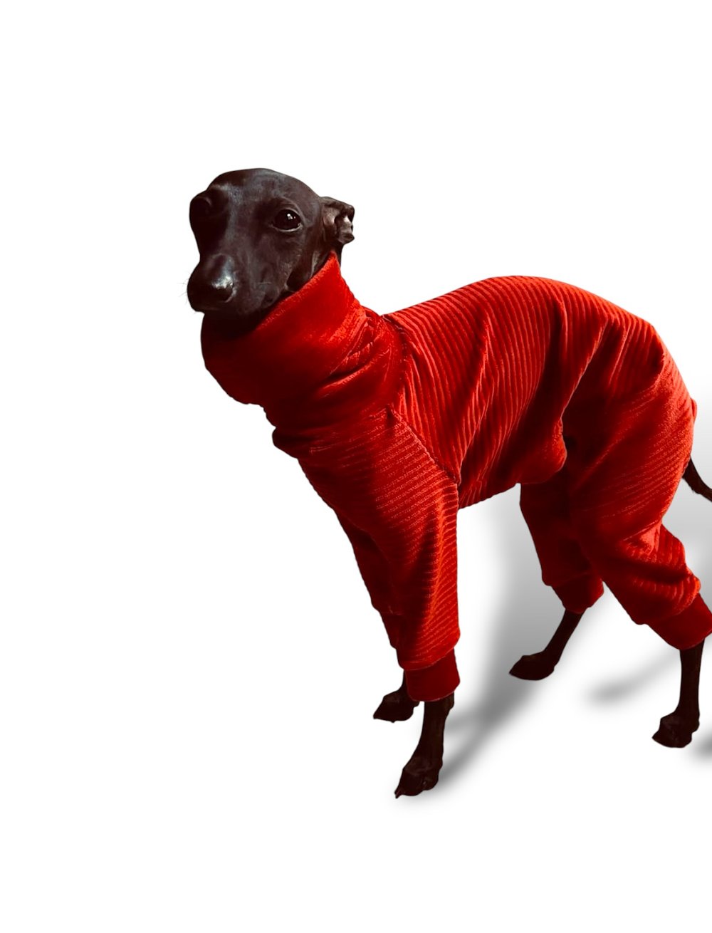 Dog wearing a red outfit on a white background