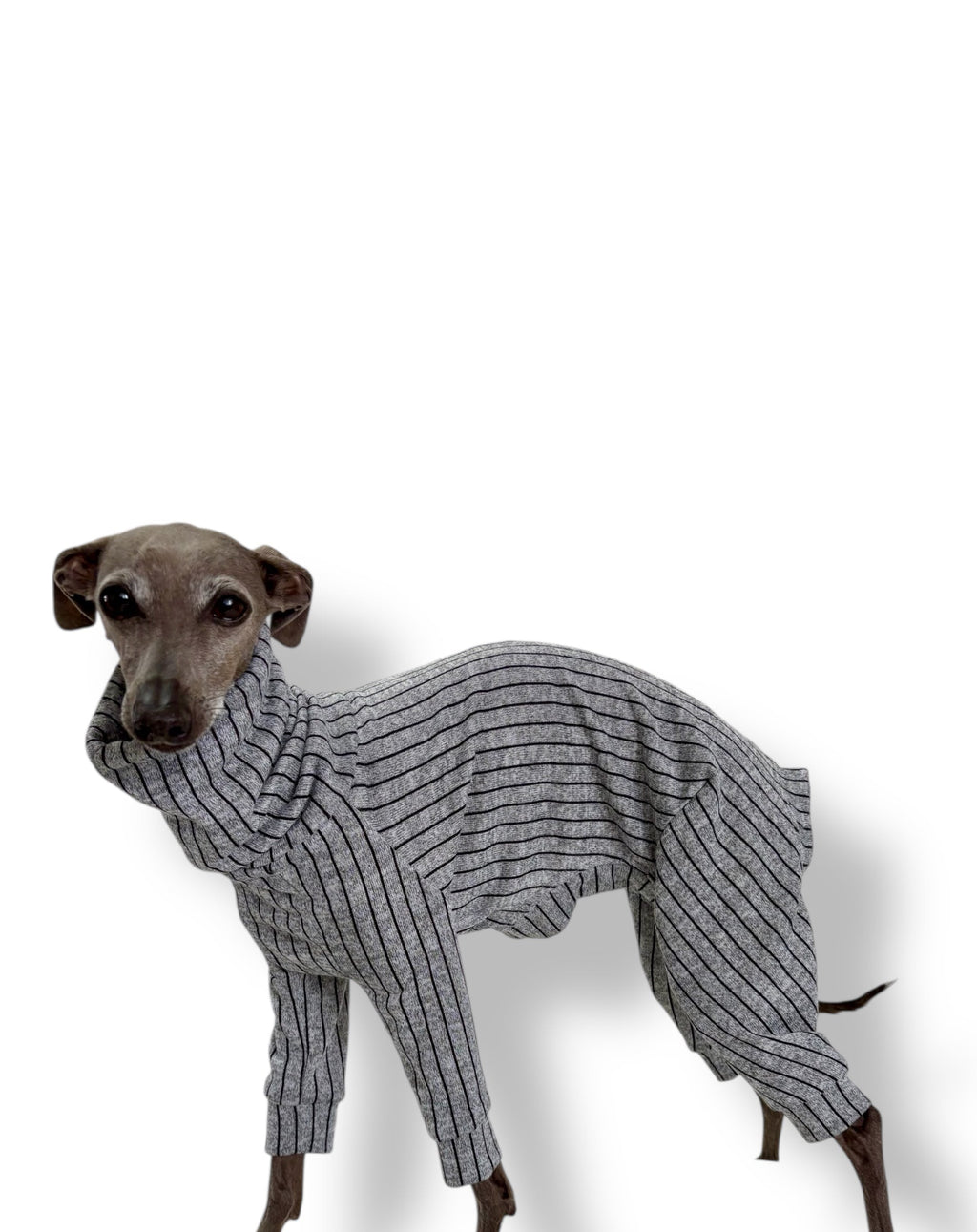 Dog wearing a gray striped sweater on a white background