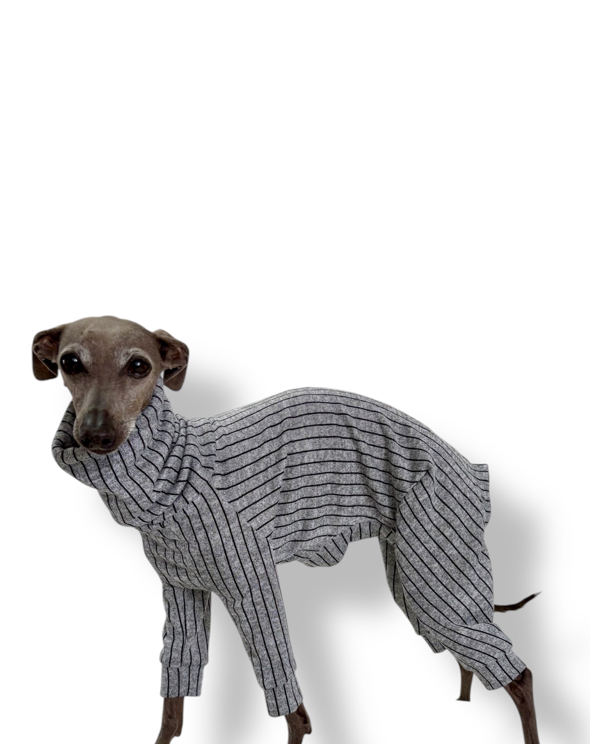 Dog wearing a gray striped sweater on a white background