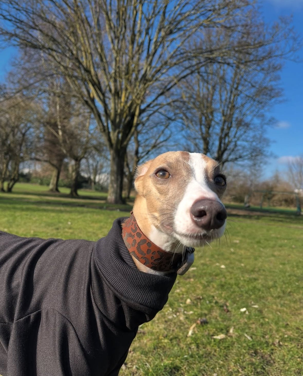 Leather Collar - Leopard