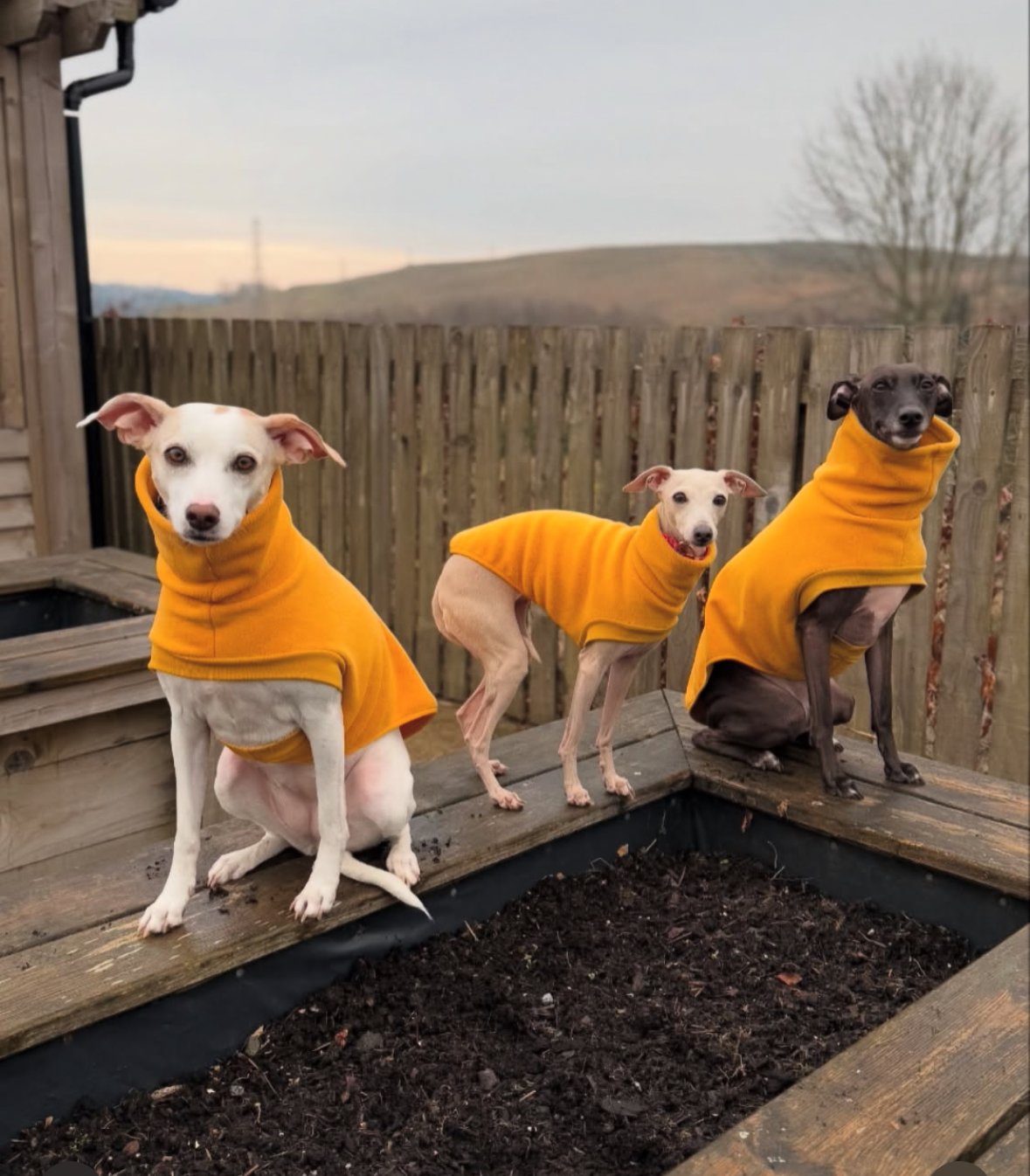 Three dogs wearing yellow sweaters on a wooden deck with a scenic background.