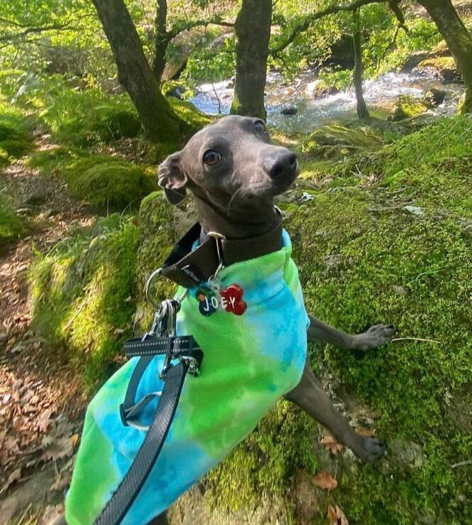 Dog in a colorful outfit standing in a forest with a stream in the background