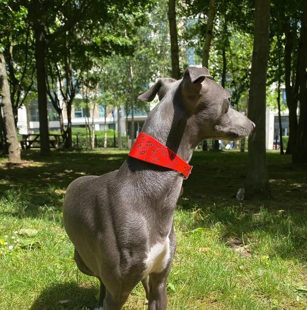 Leather Collar - Hounds