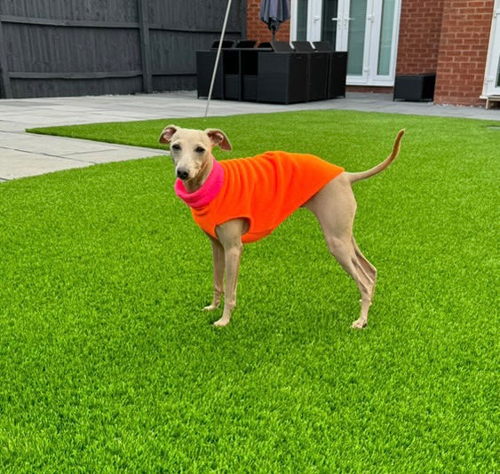 Dog wearing a bright orange and pink sweater on a grassy lawn.