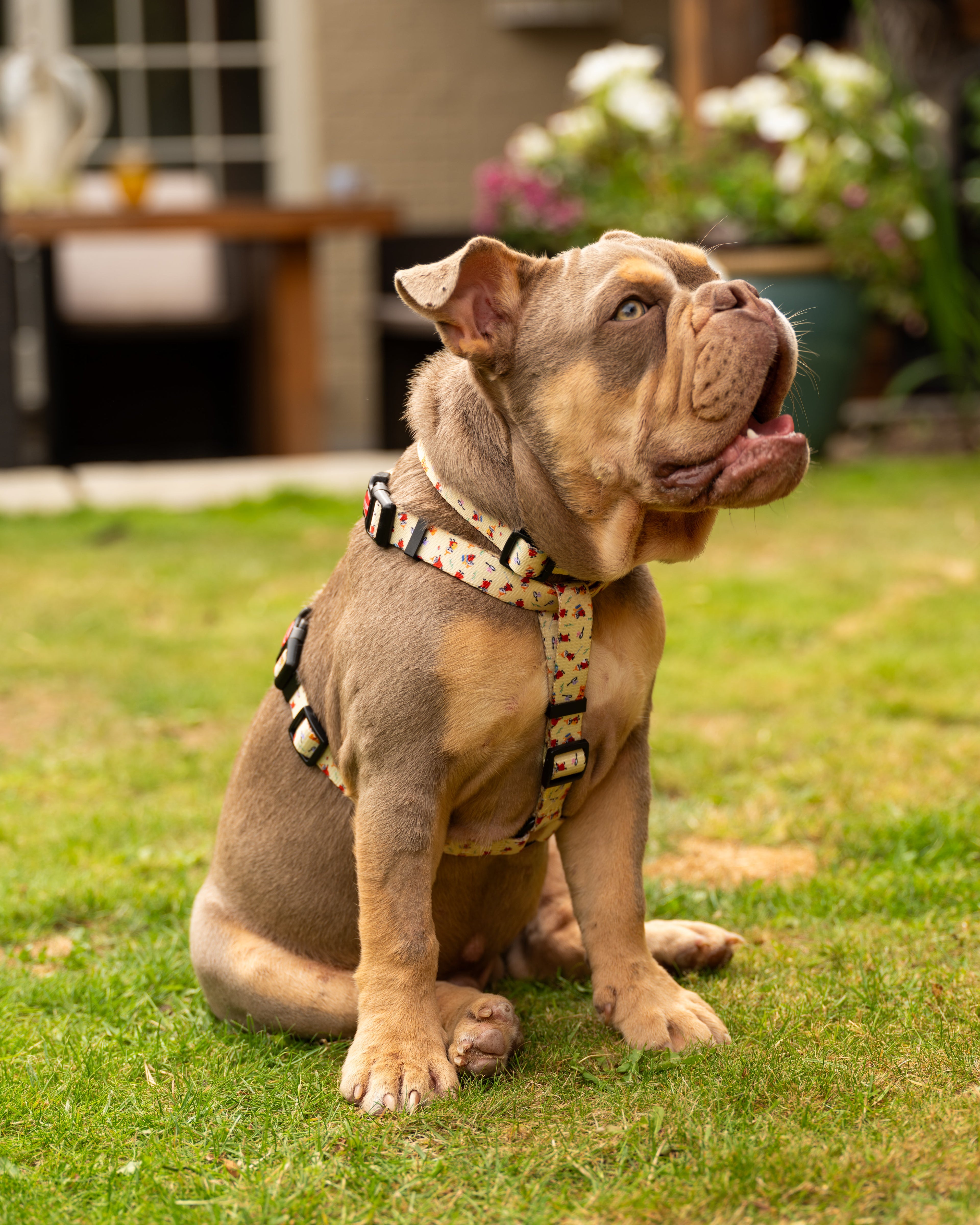 Moomins Yellow Sunrise Dogs H-Harness by Soho Poms