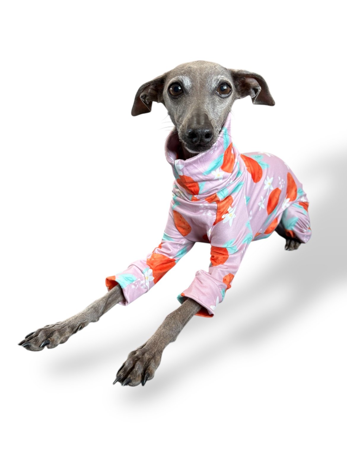 Dog wearing a colorful pajama suit on a white background