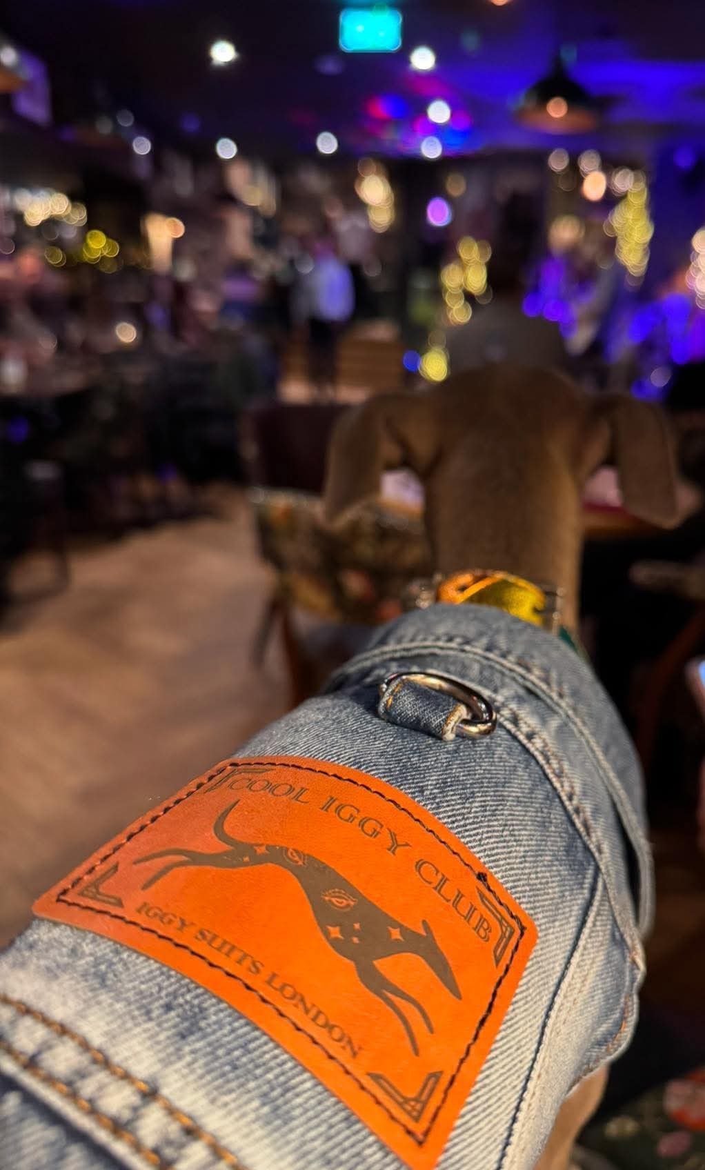 Denim Jacket - Cool Iggy Club